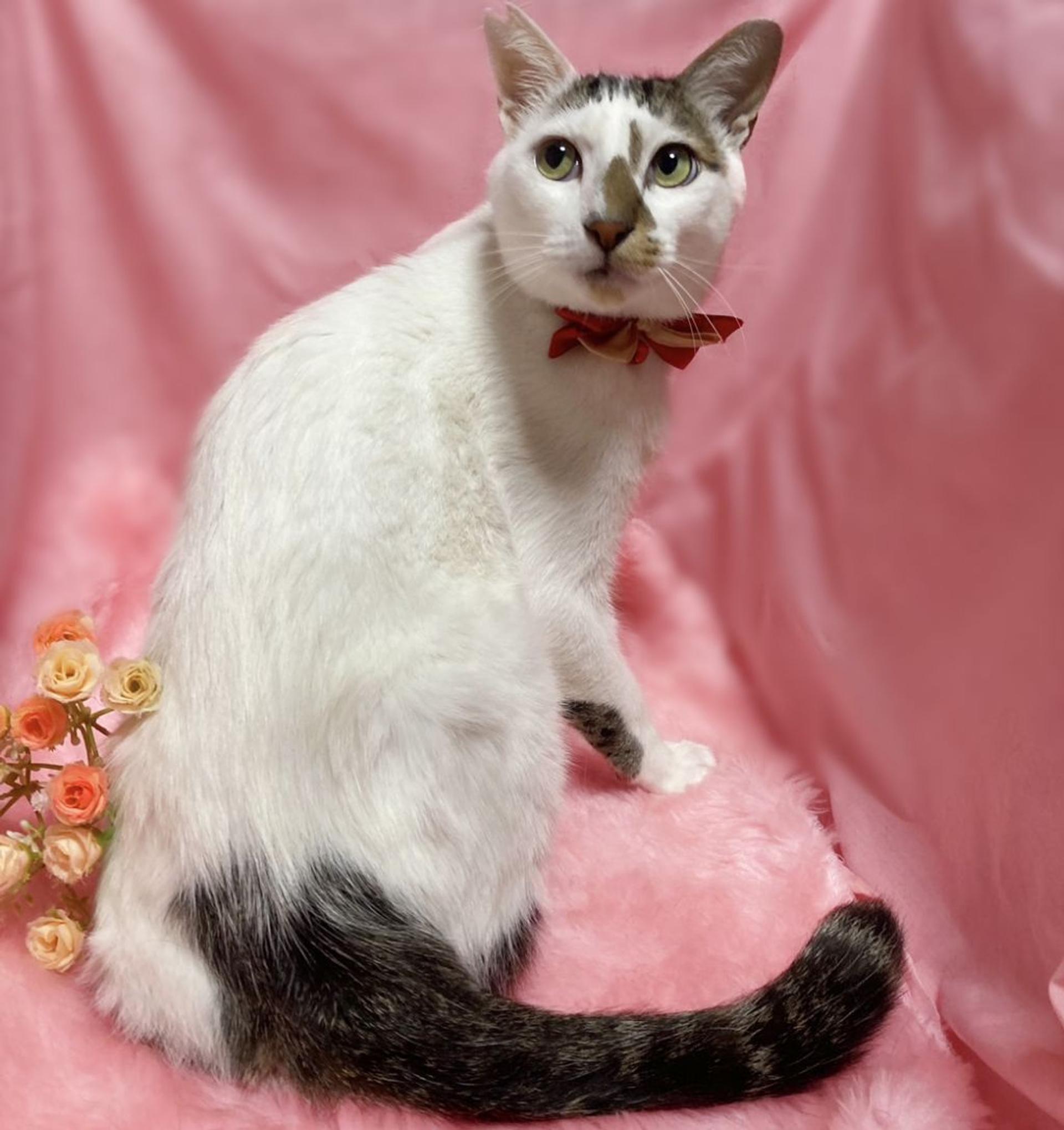 pet-image-2