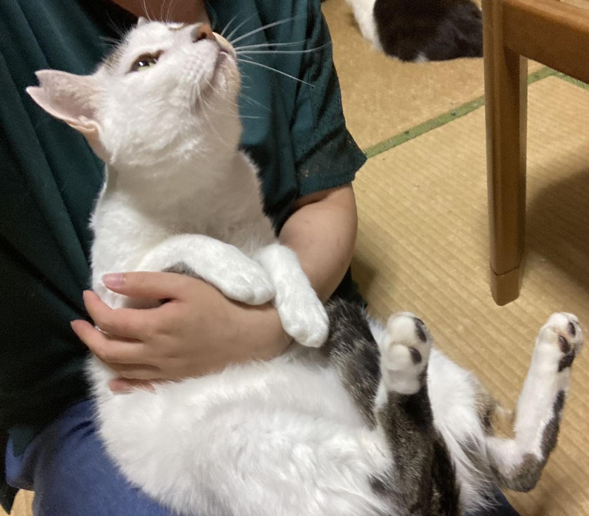 pet-image-4