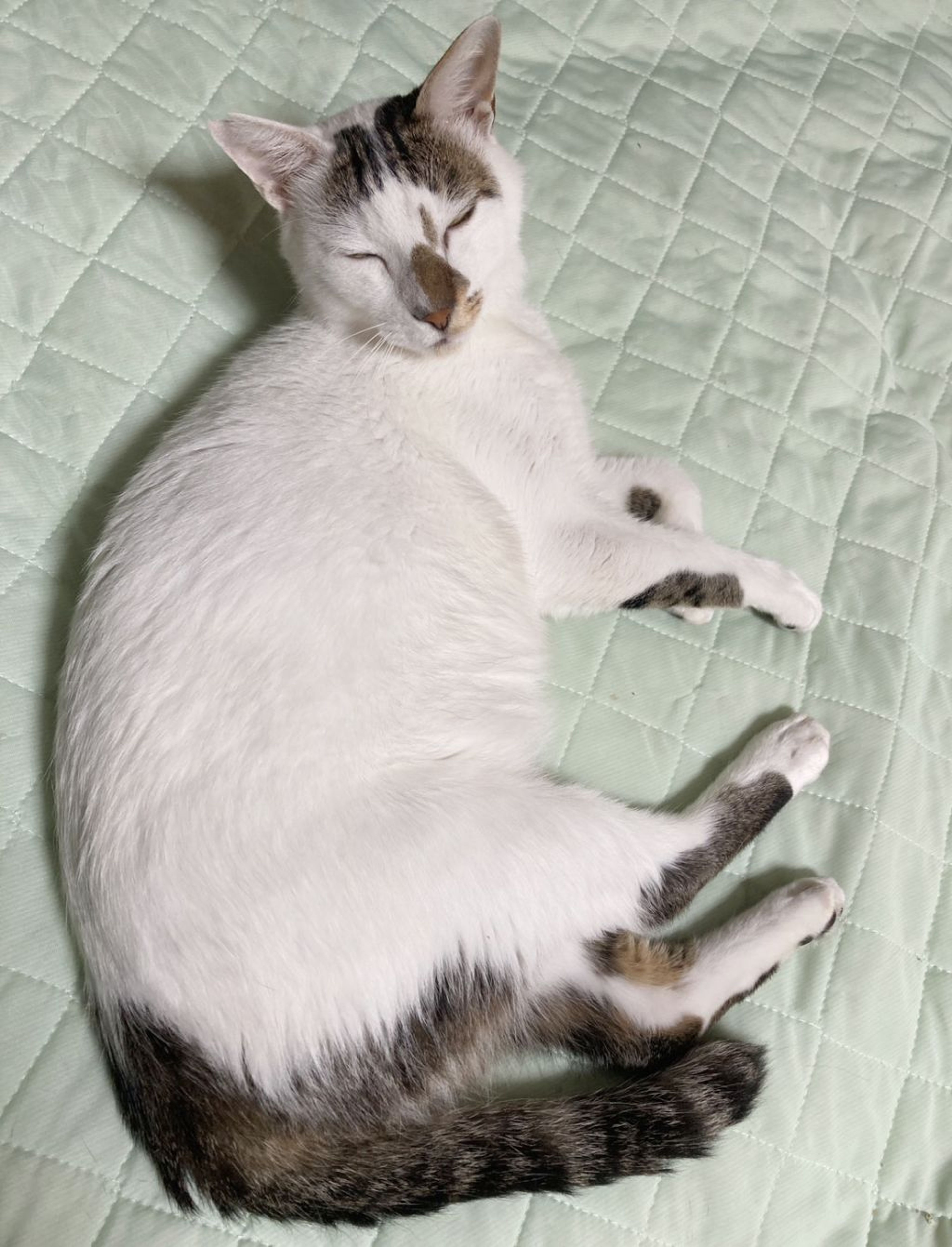 pet-image-5