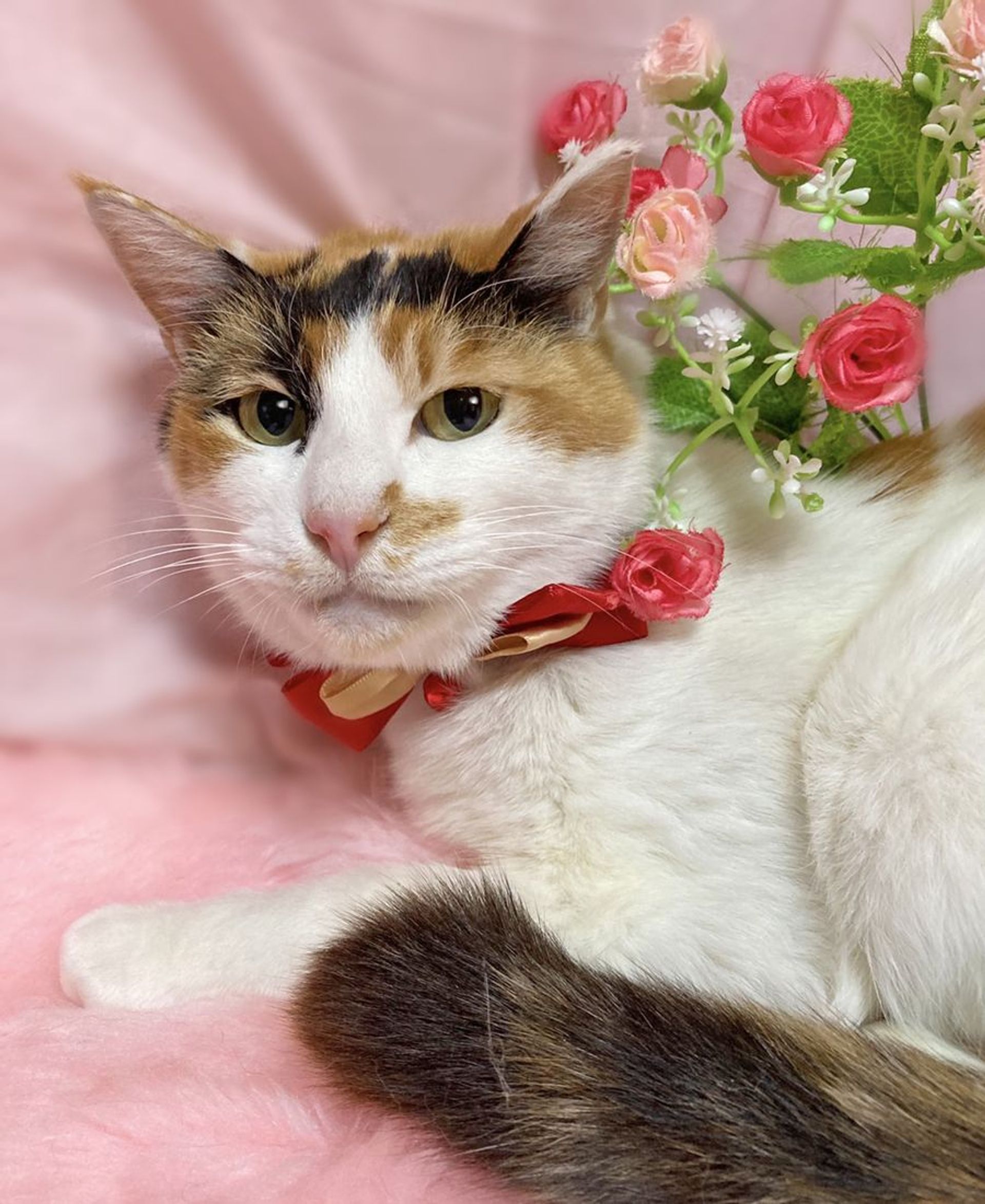 雑種（ミックス猫）・メスの里親募集の写真