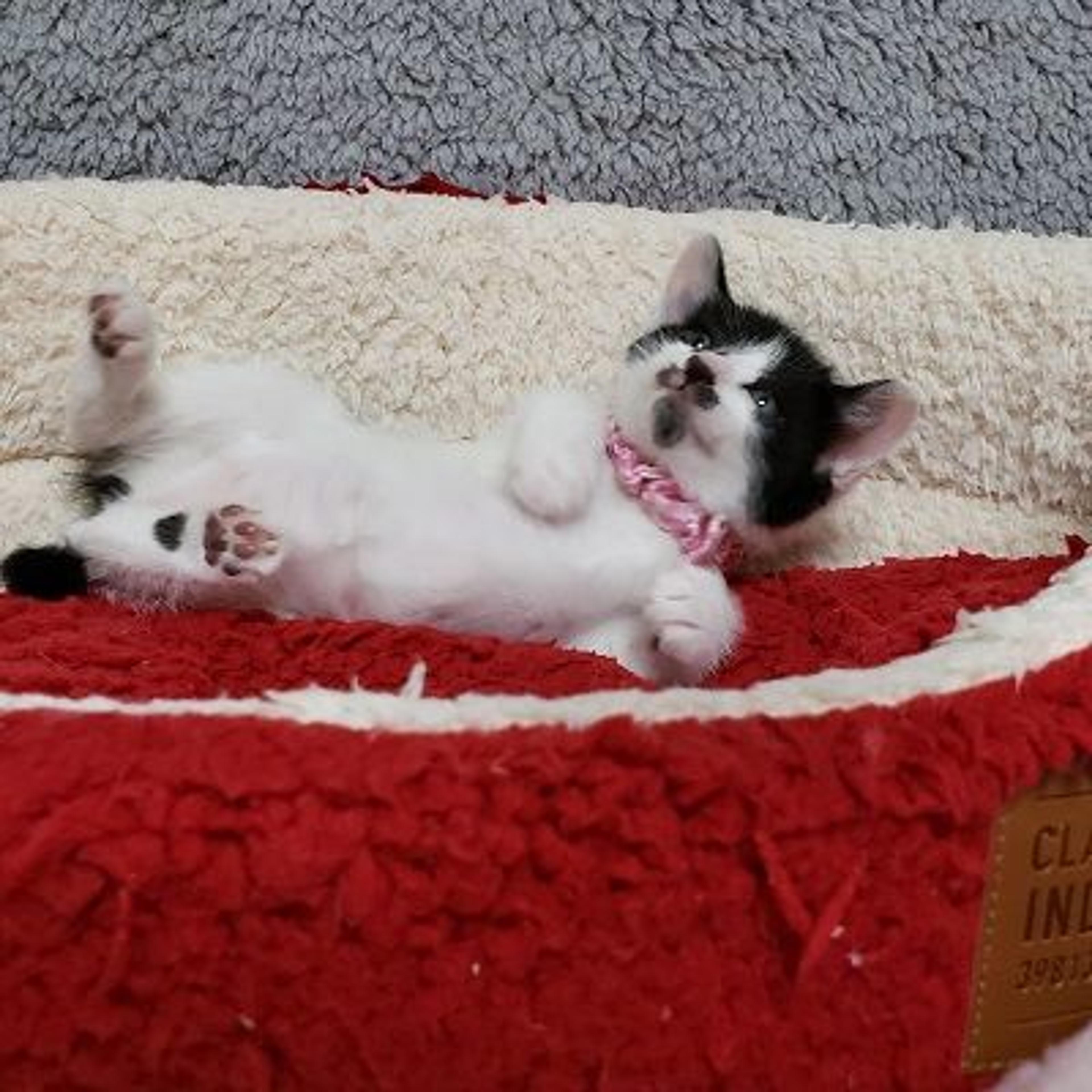 pet-image-2