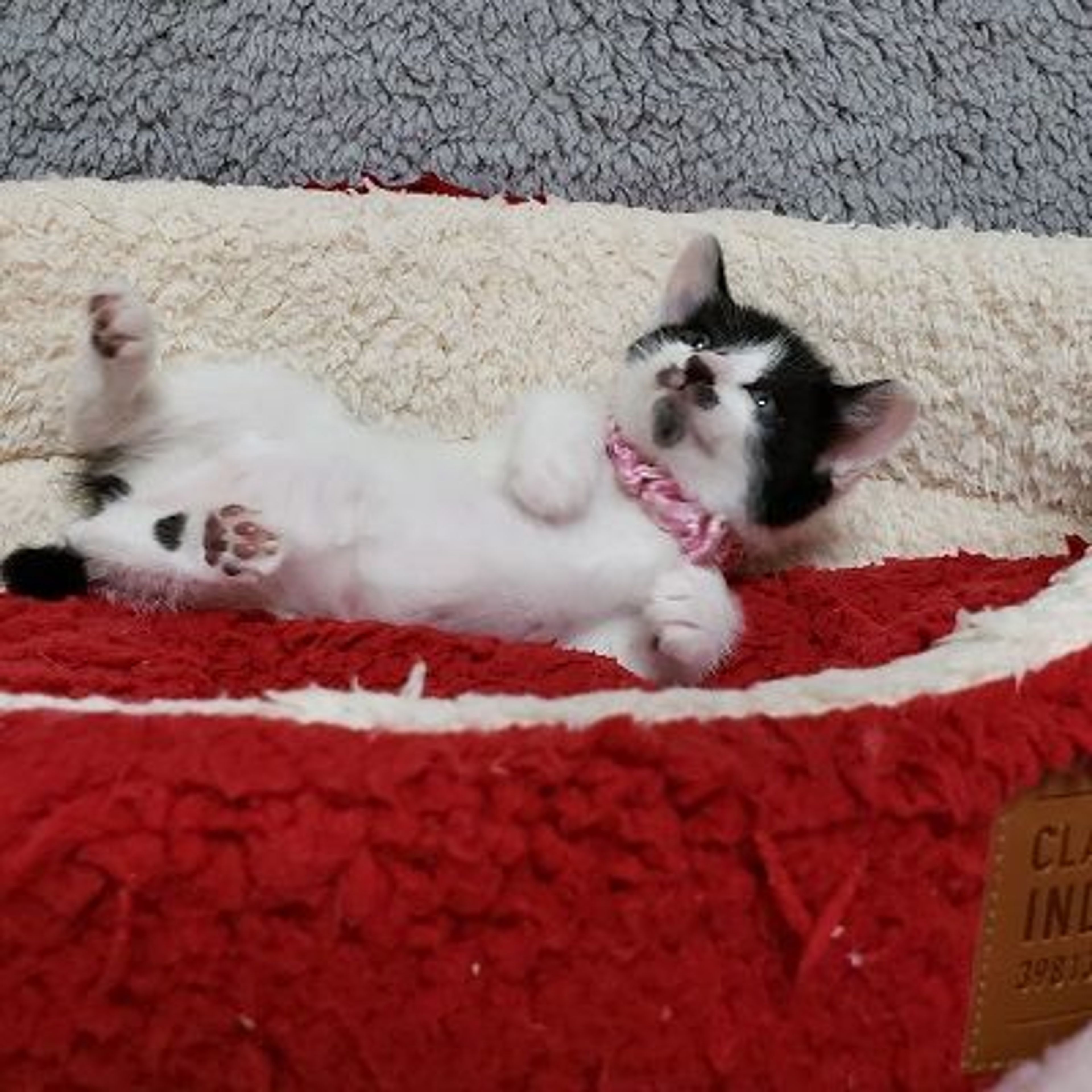 pet-image-2