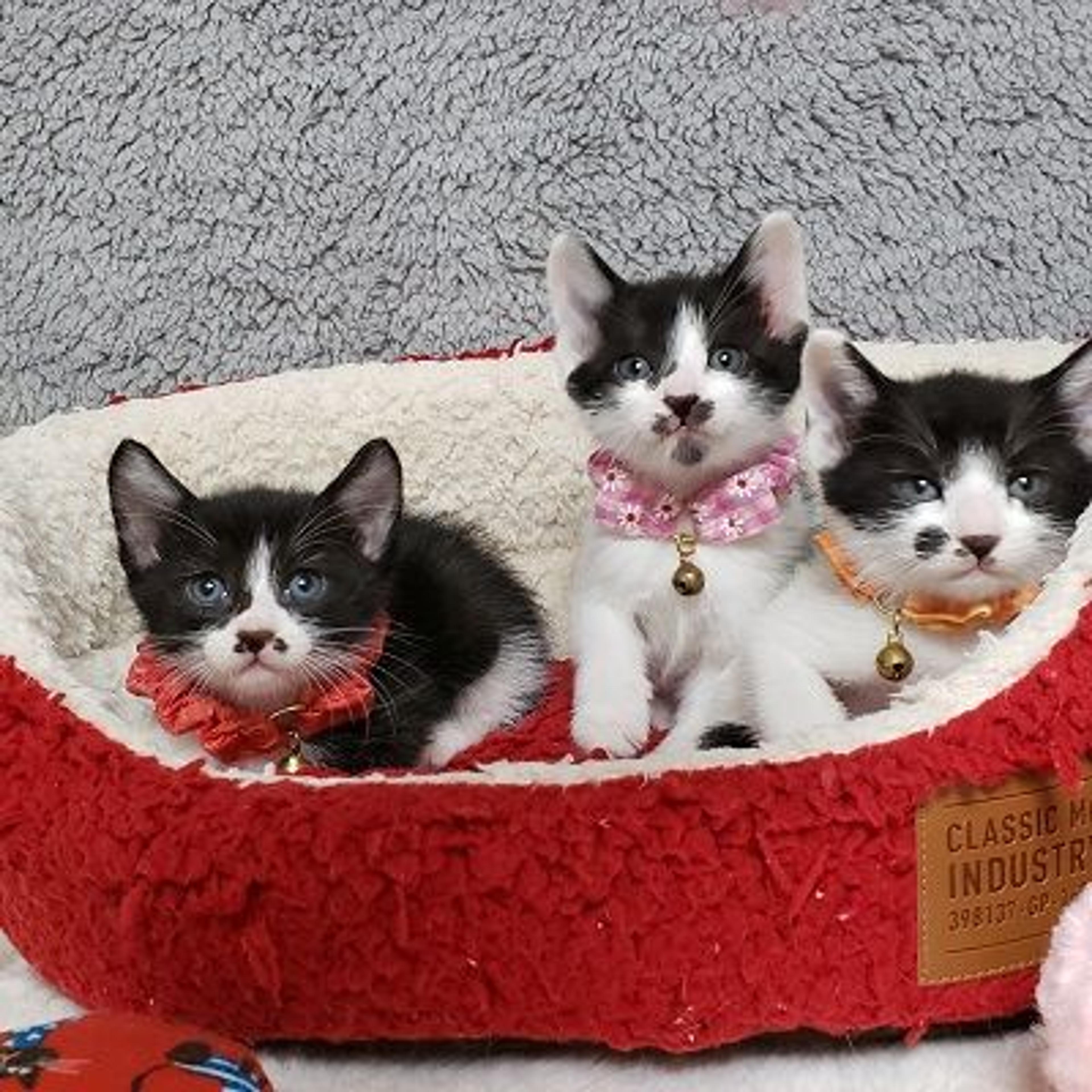 pet-image-3