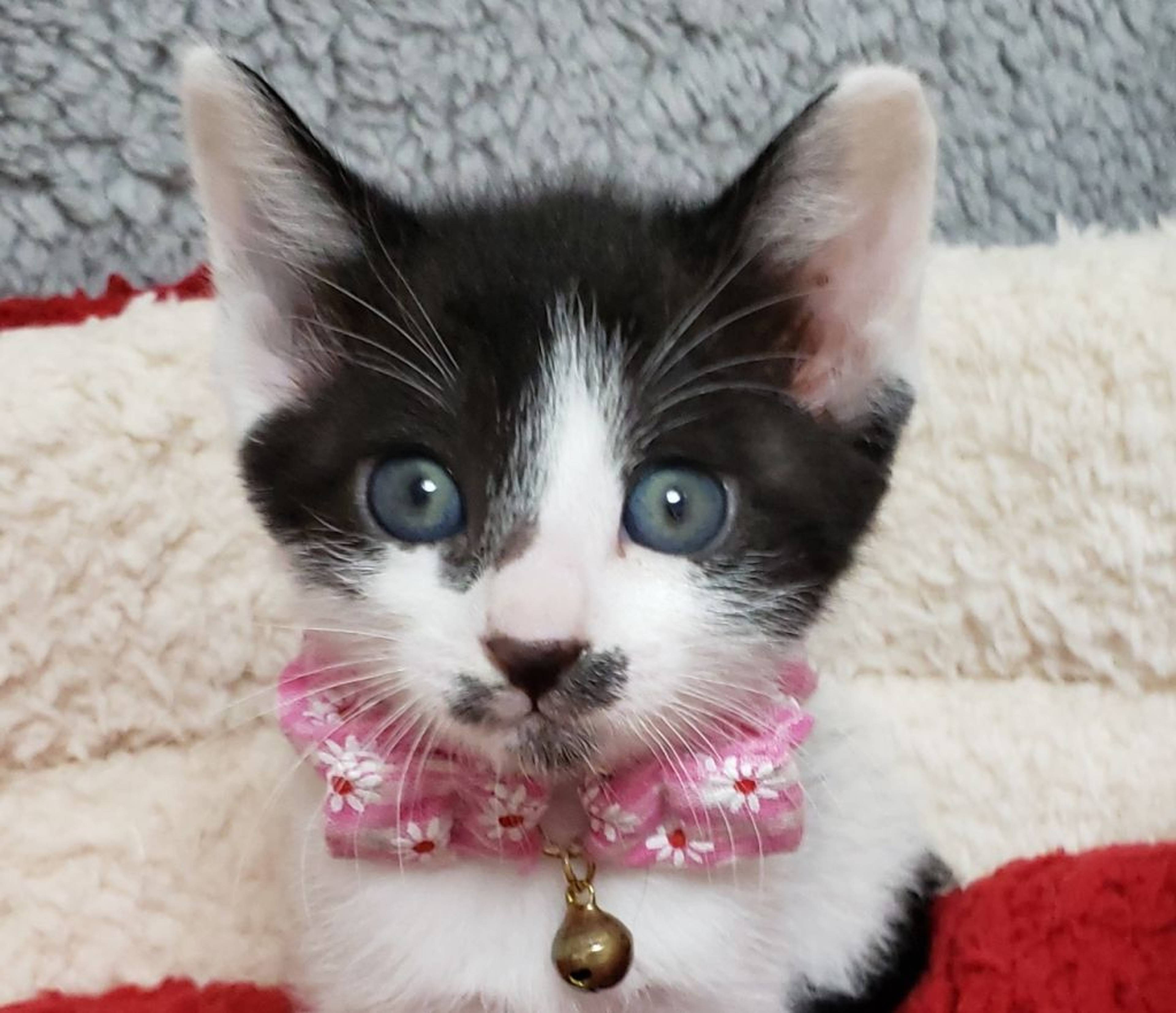 雑種（ミックス猫）・メスの里親募集の写真