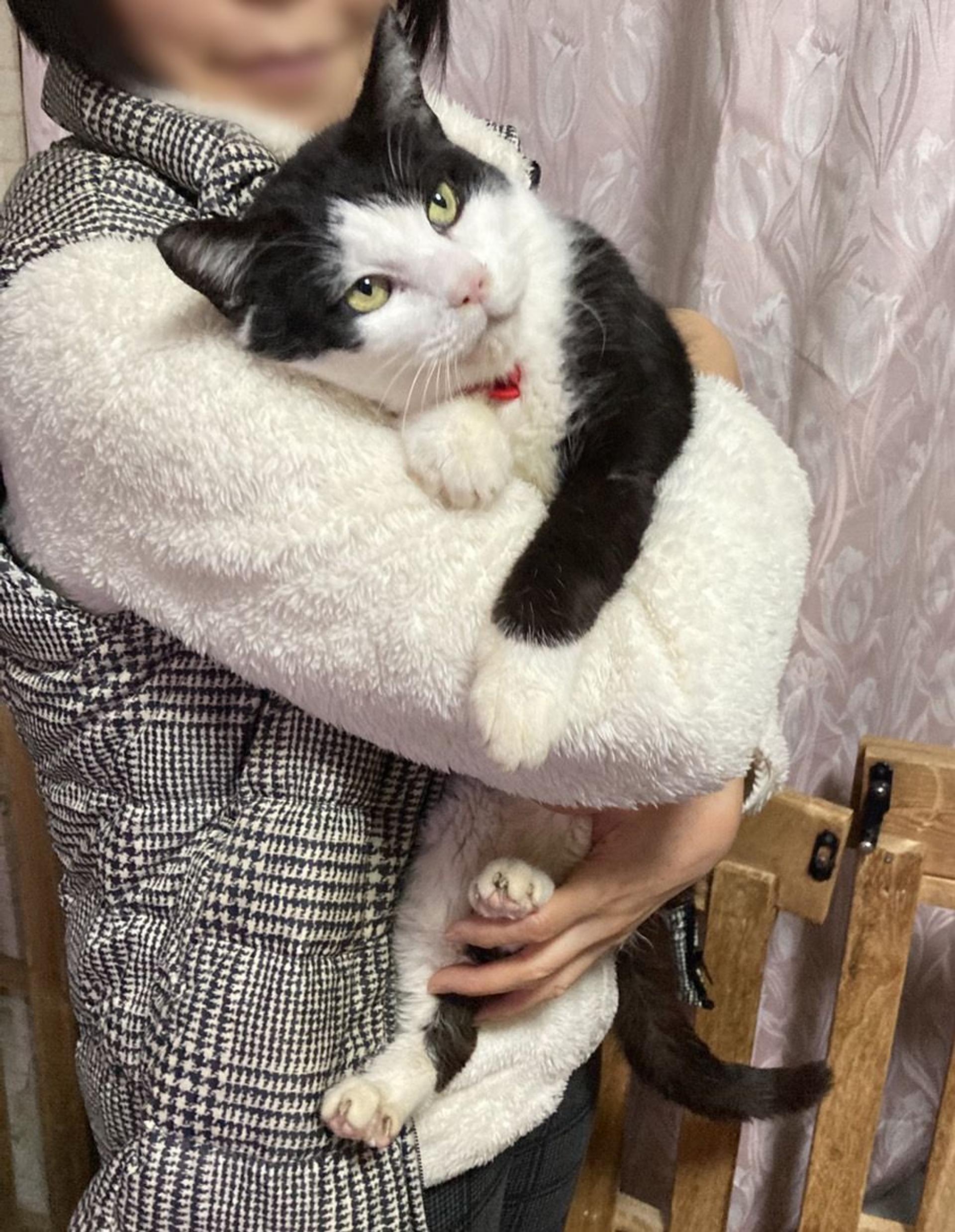 pet-image-2