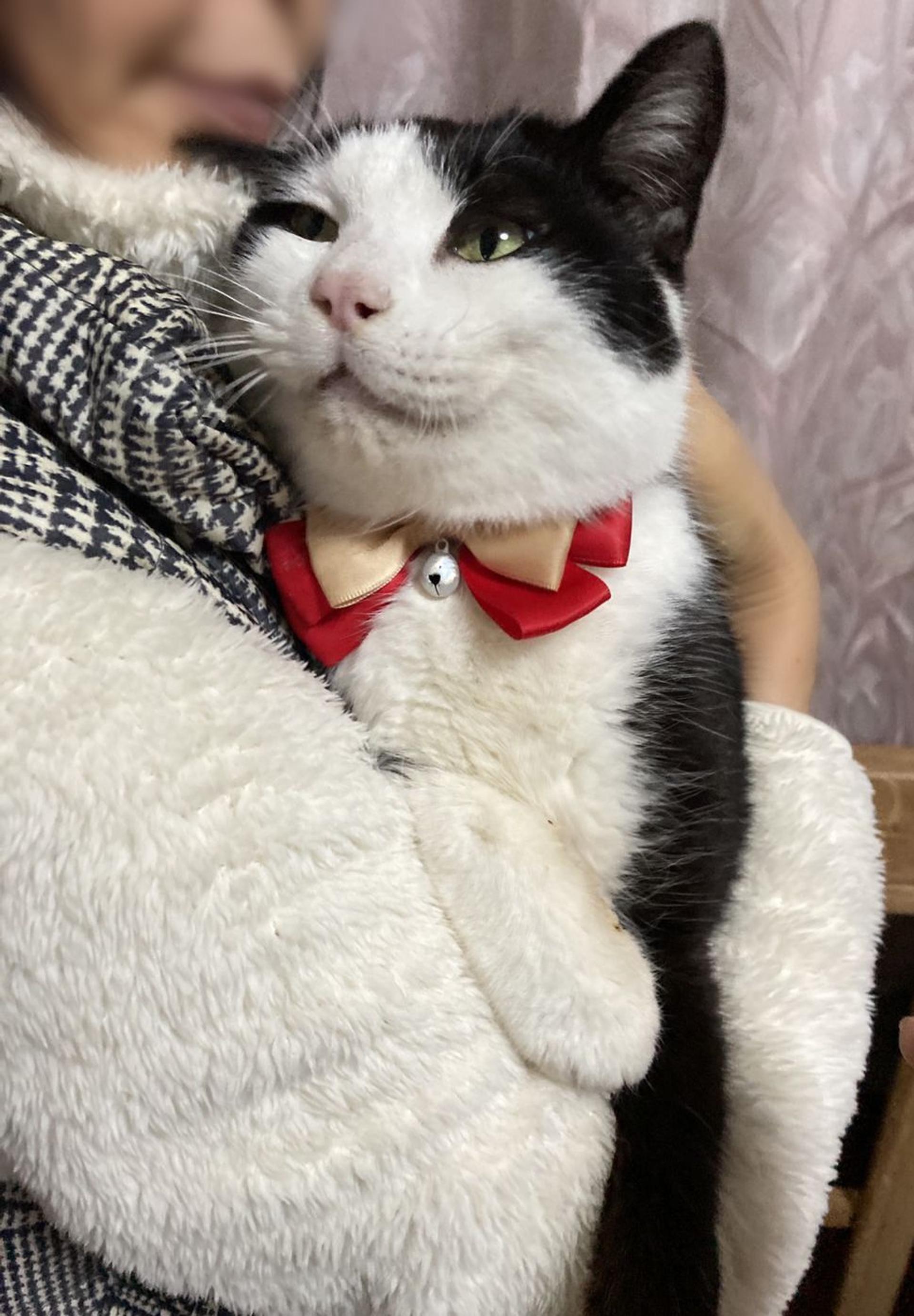 pet-image-3