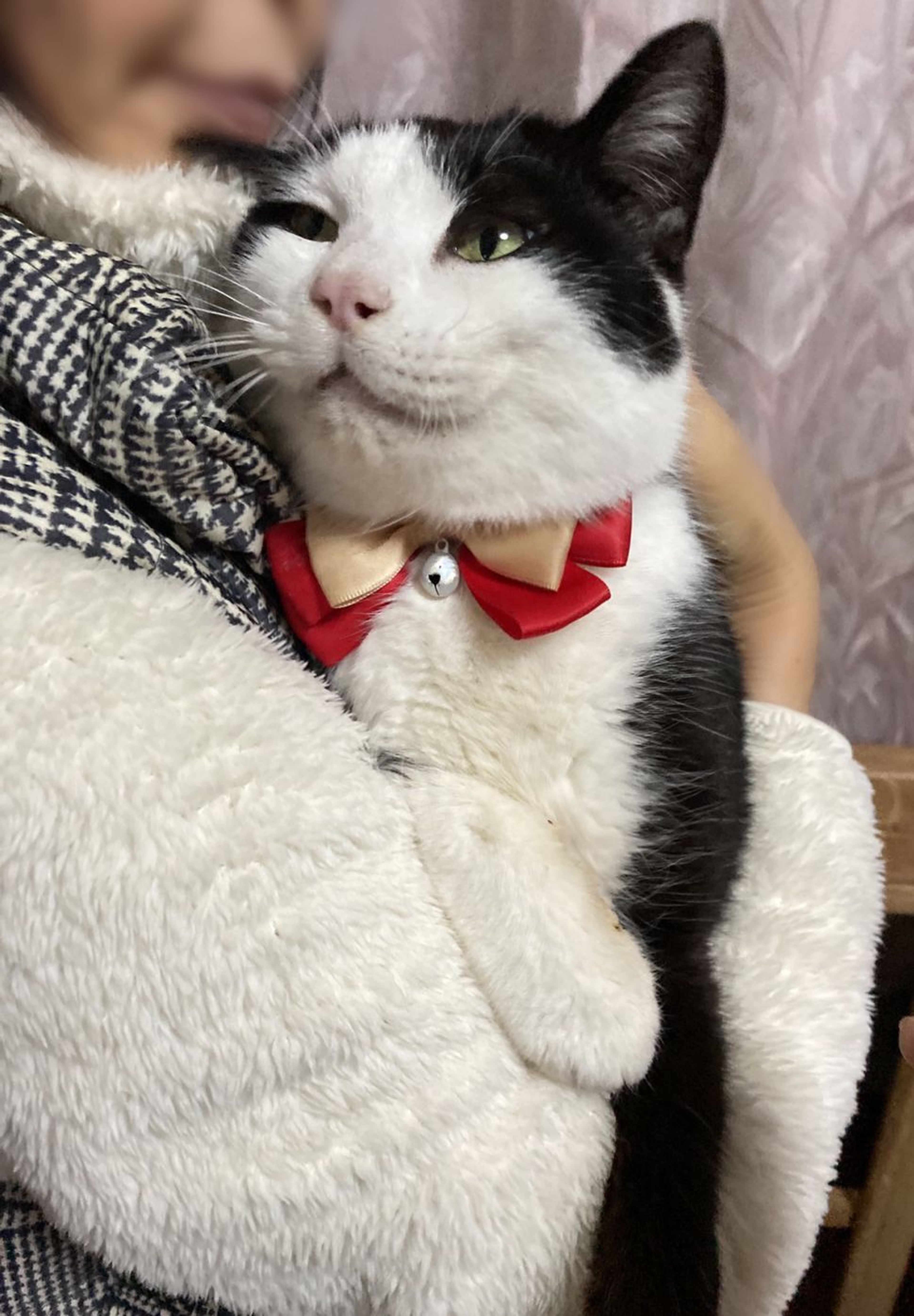 pet-image-3