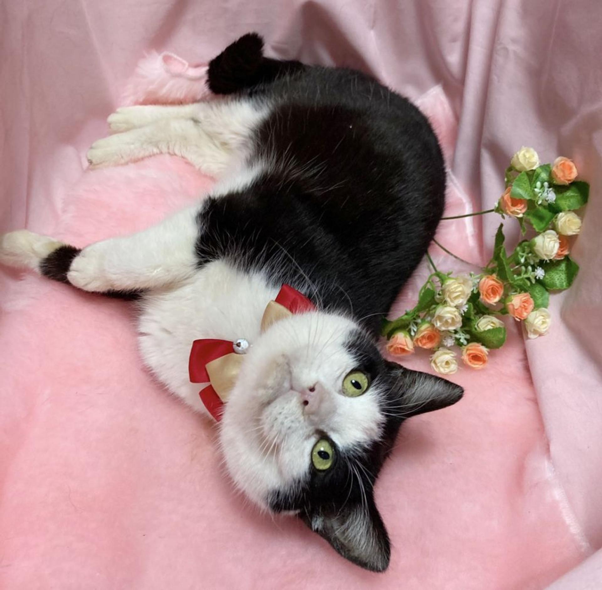 pet-image-5
