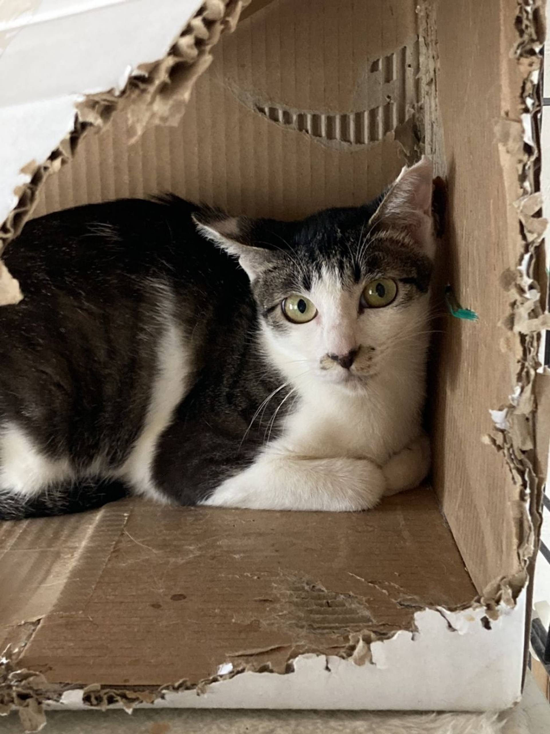 雑種（ミックス猫）・メスの里親募集の写真