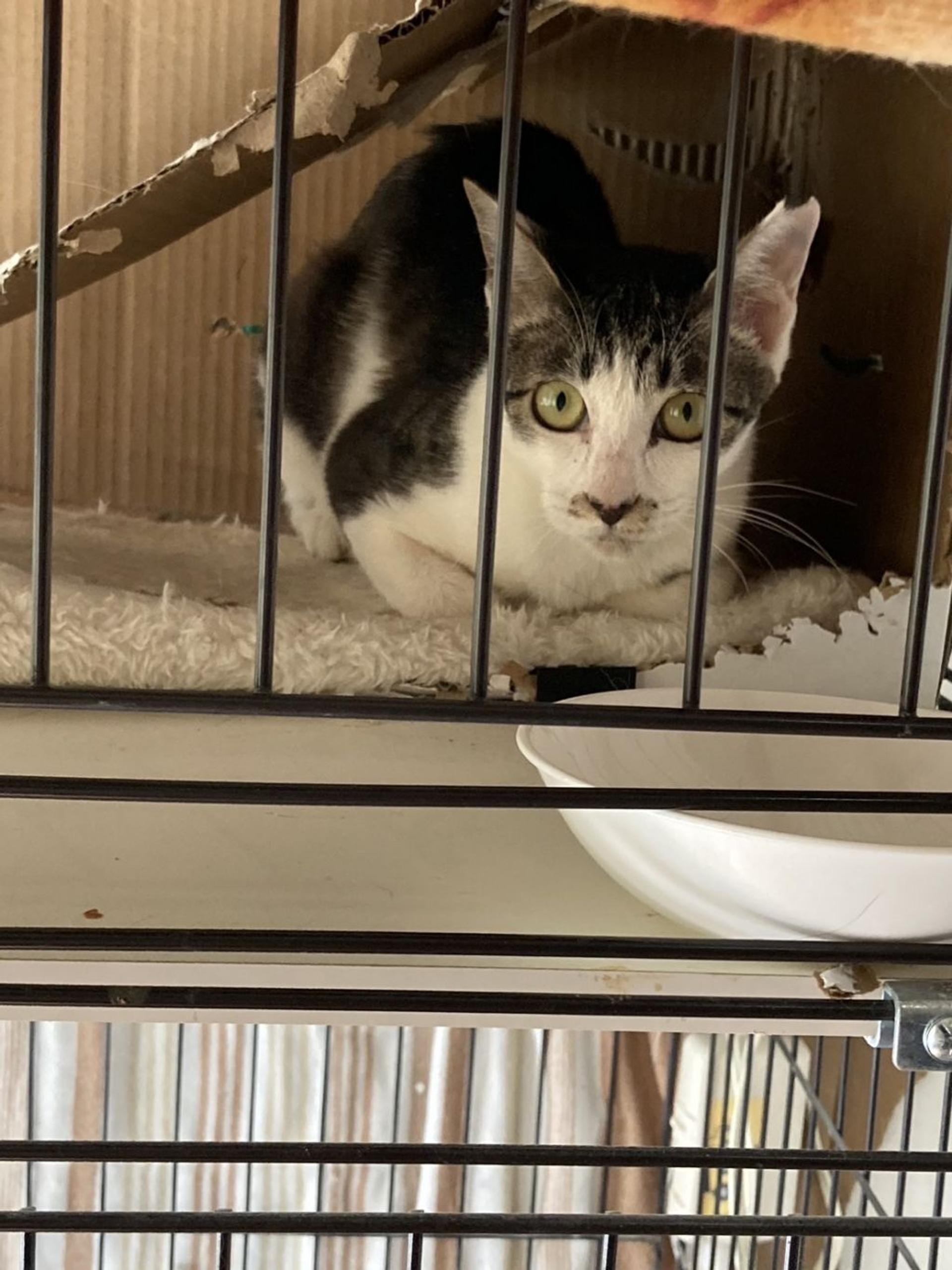 pet-image-3