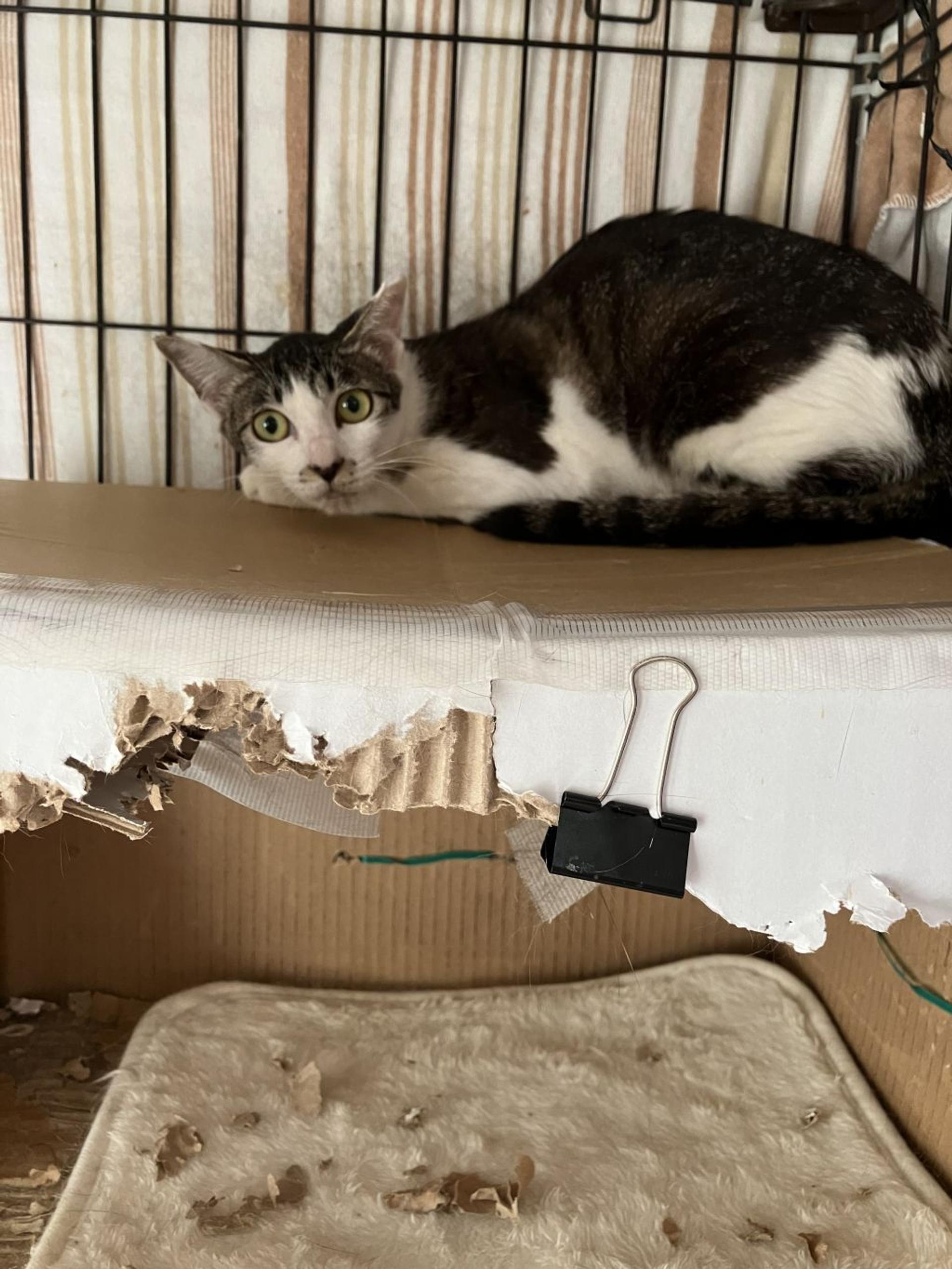 pet-image-4