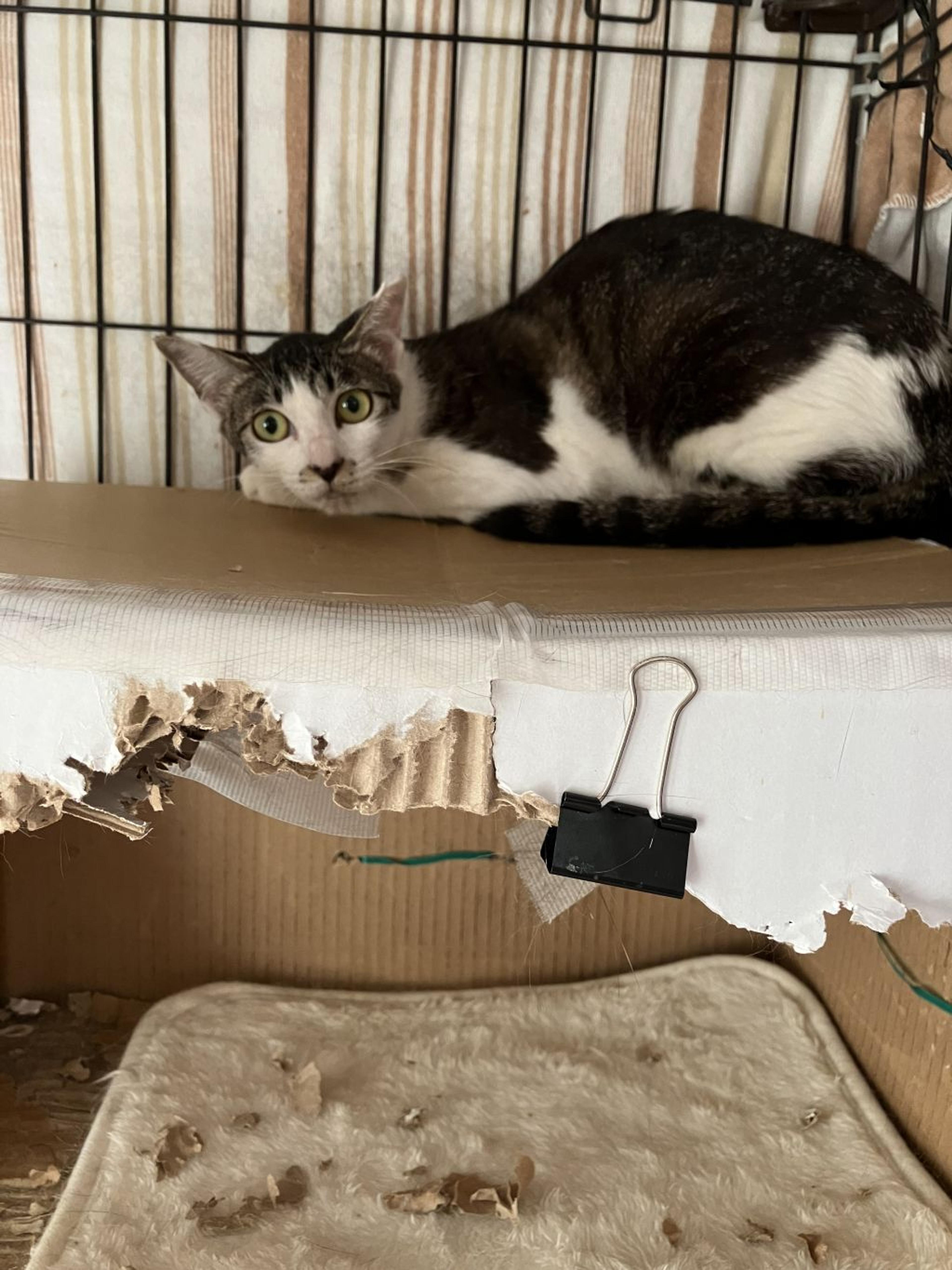 pet-image-4
