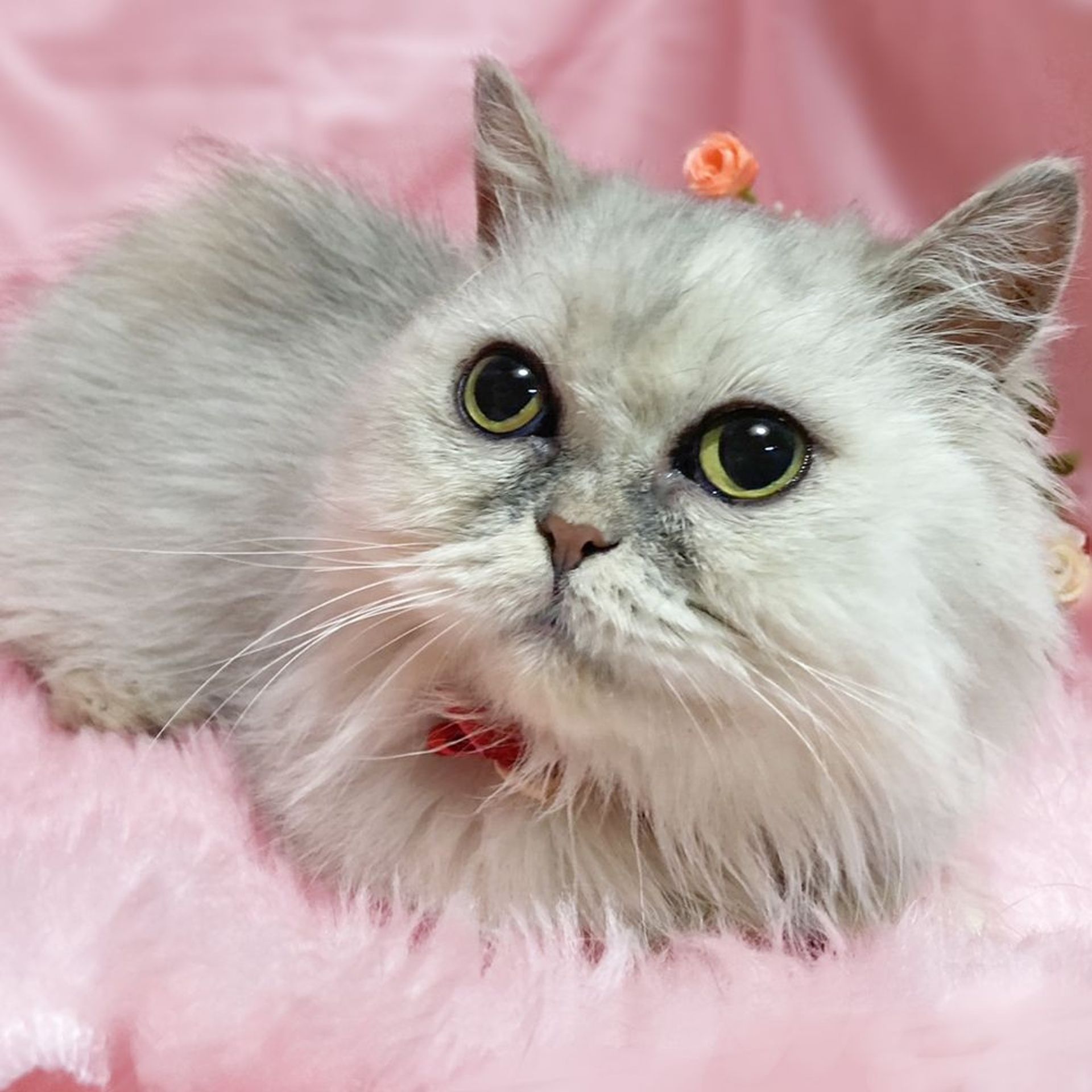 マンチカン・メスの里親募集の写真