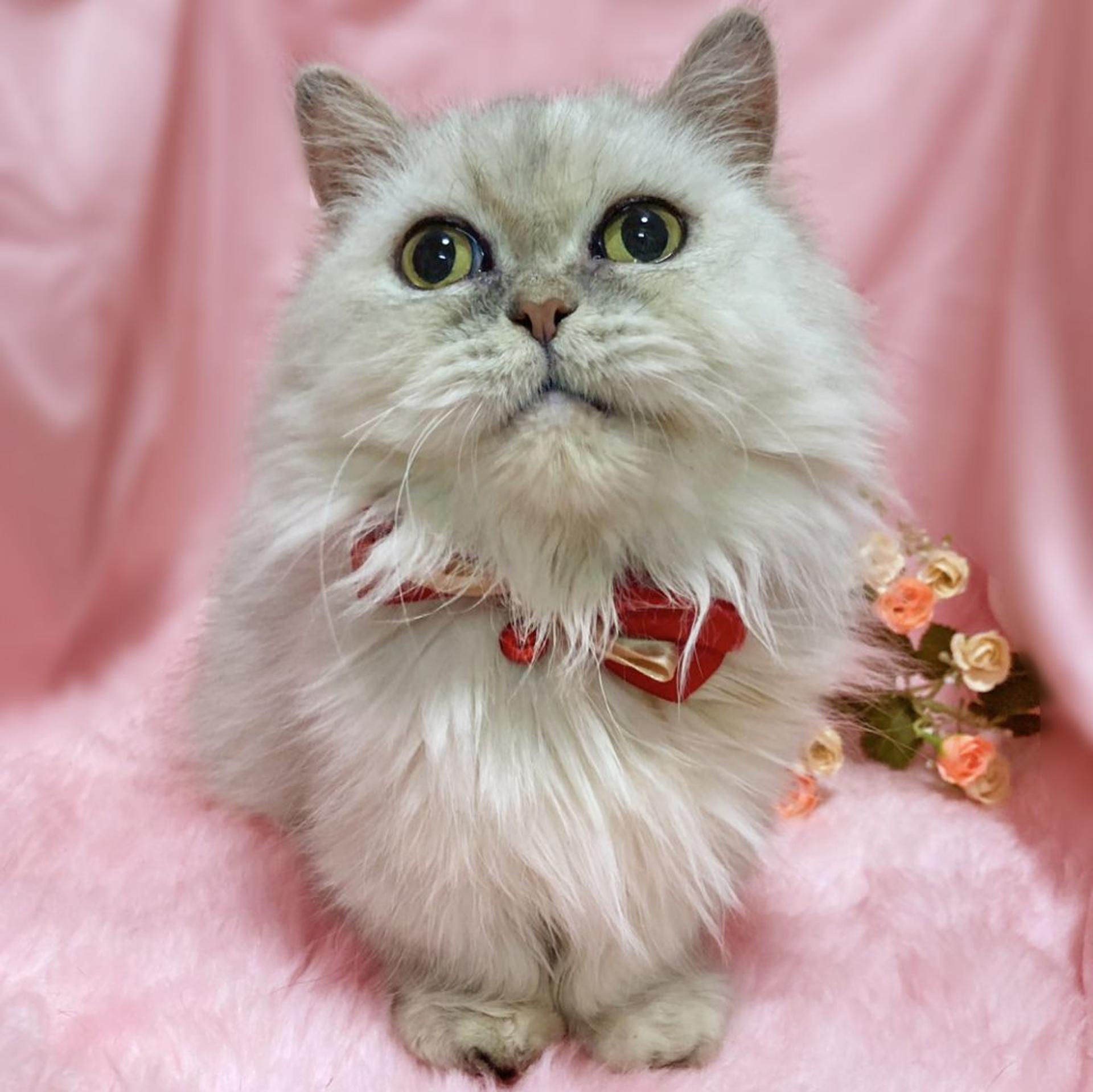 pet-image-2