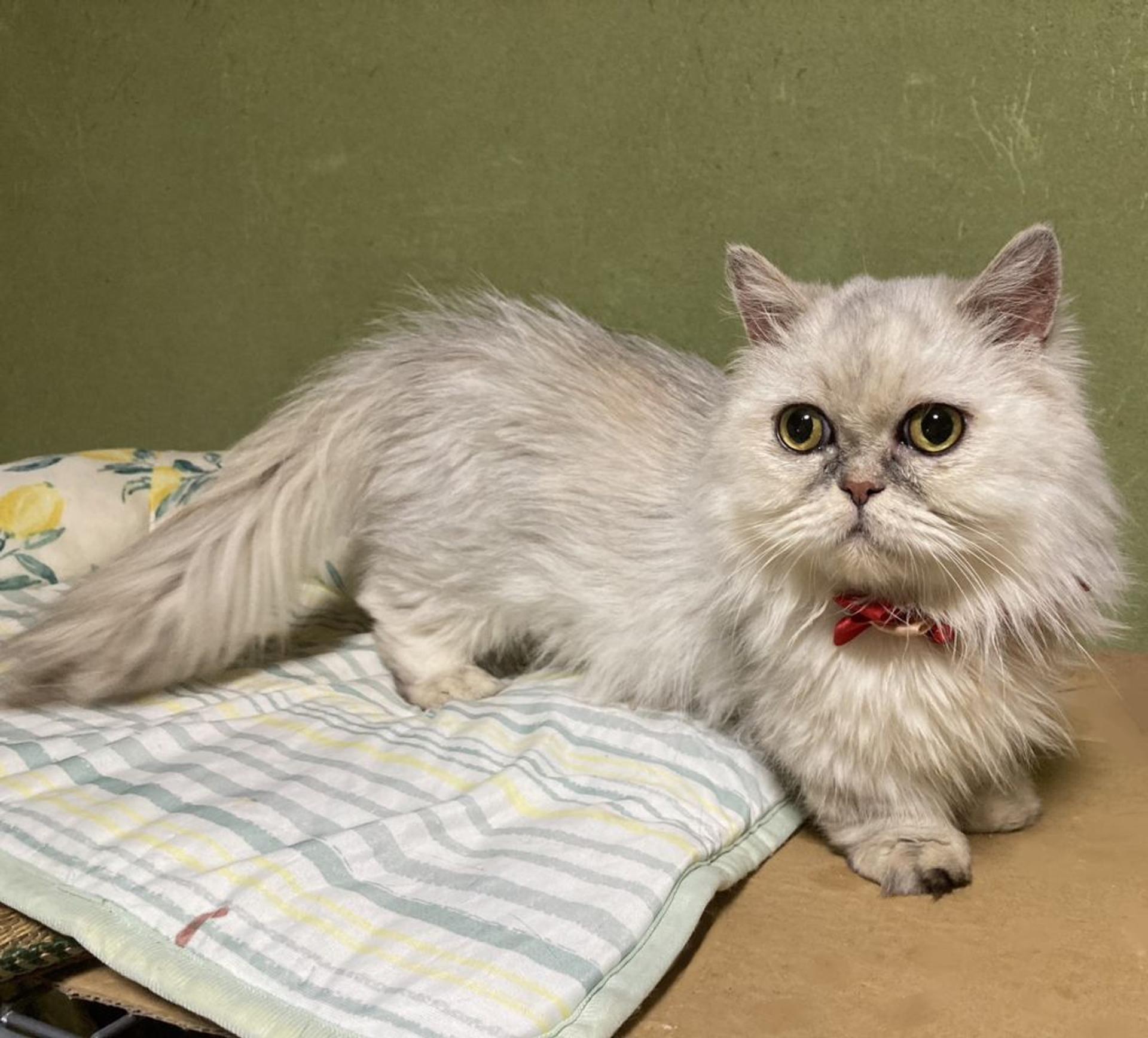 pet-image-4