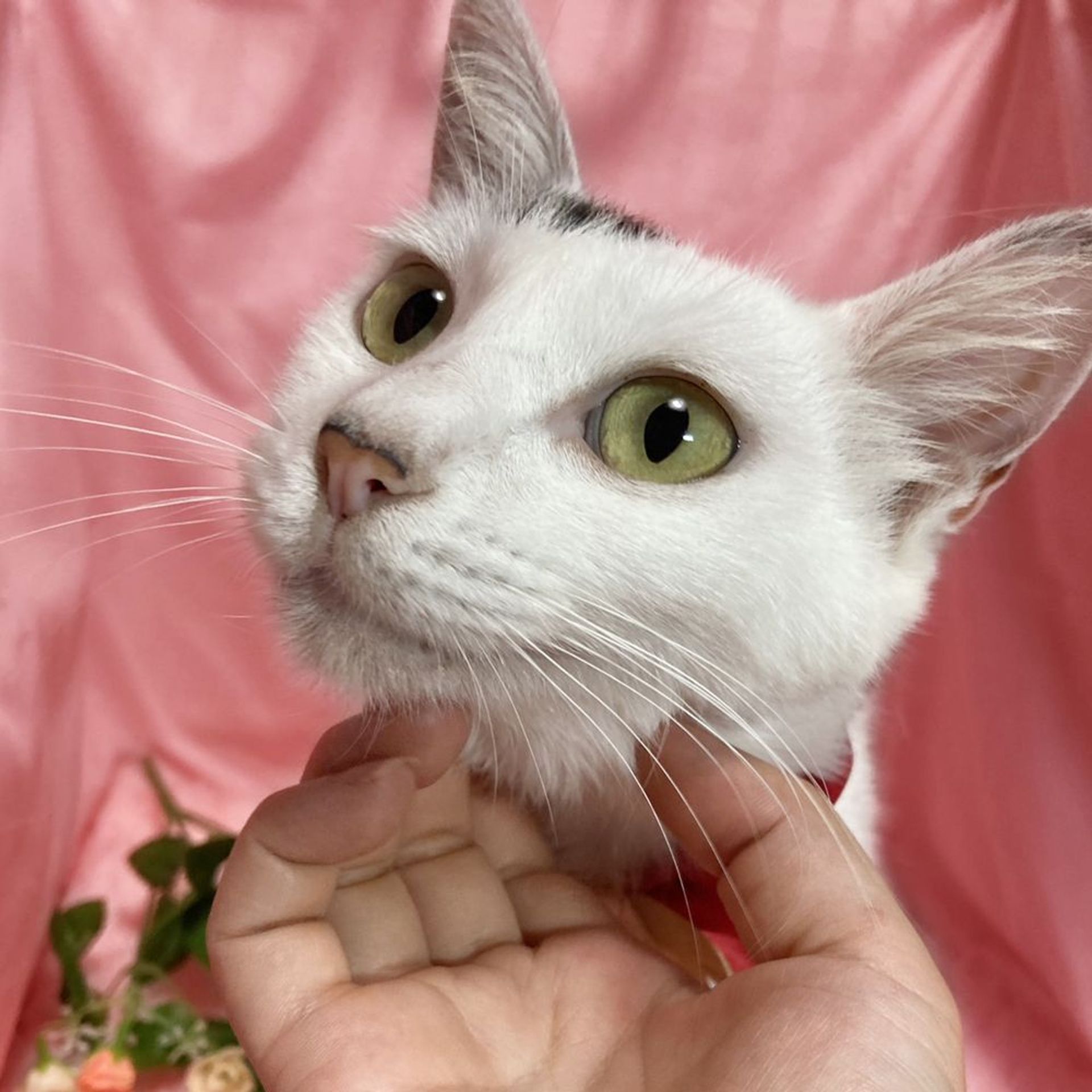 雑種（ミックス猫）・メスの里親募集の写真