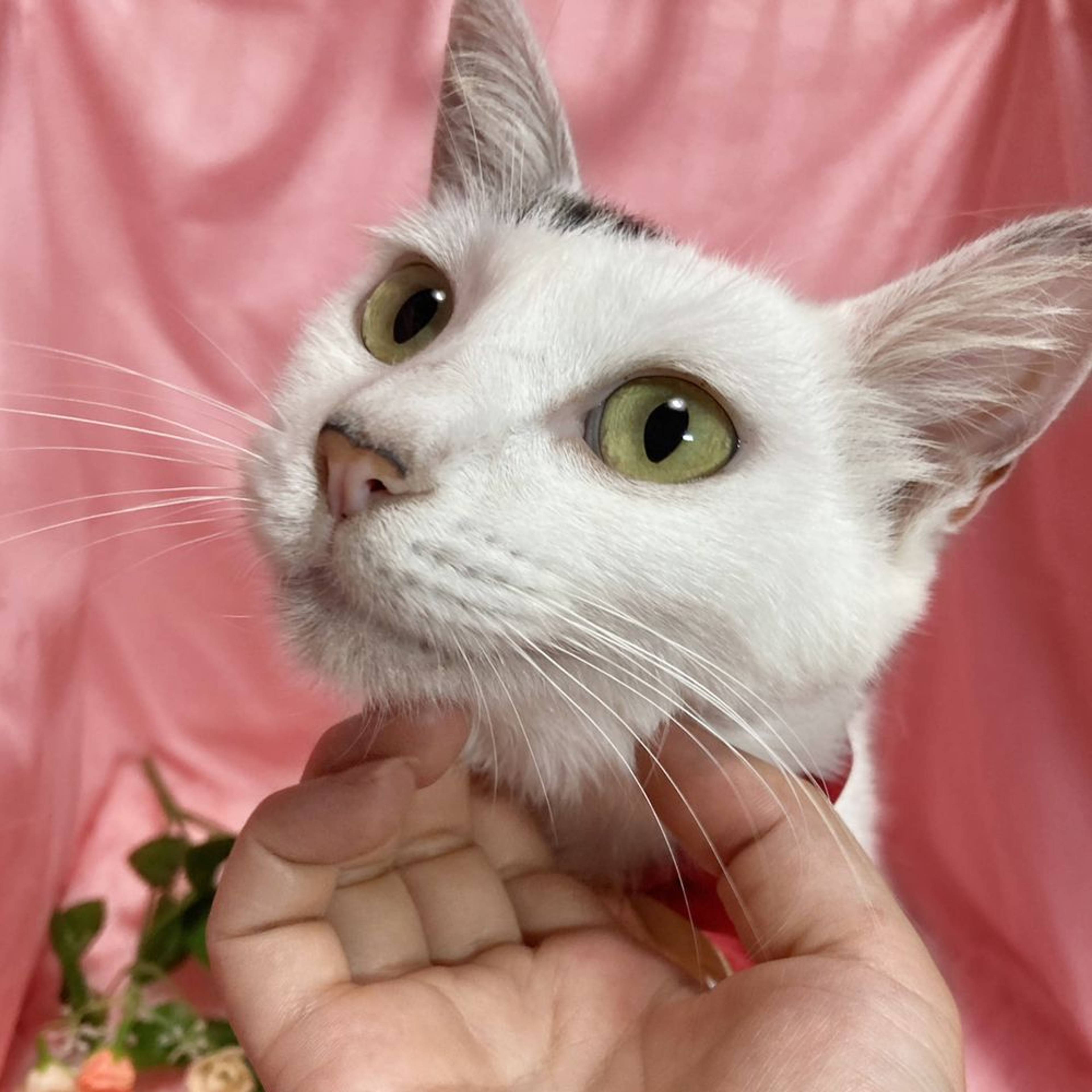 雑種（ミックス猫）・メスの里親募集の写真