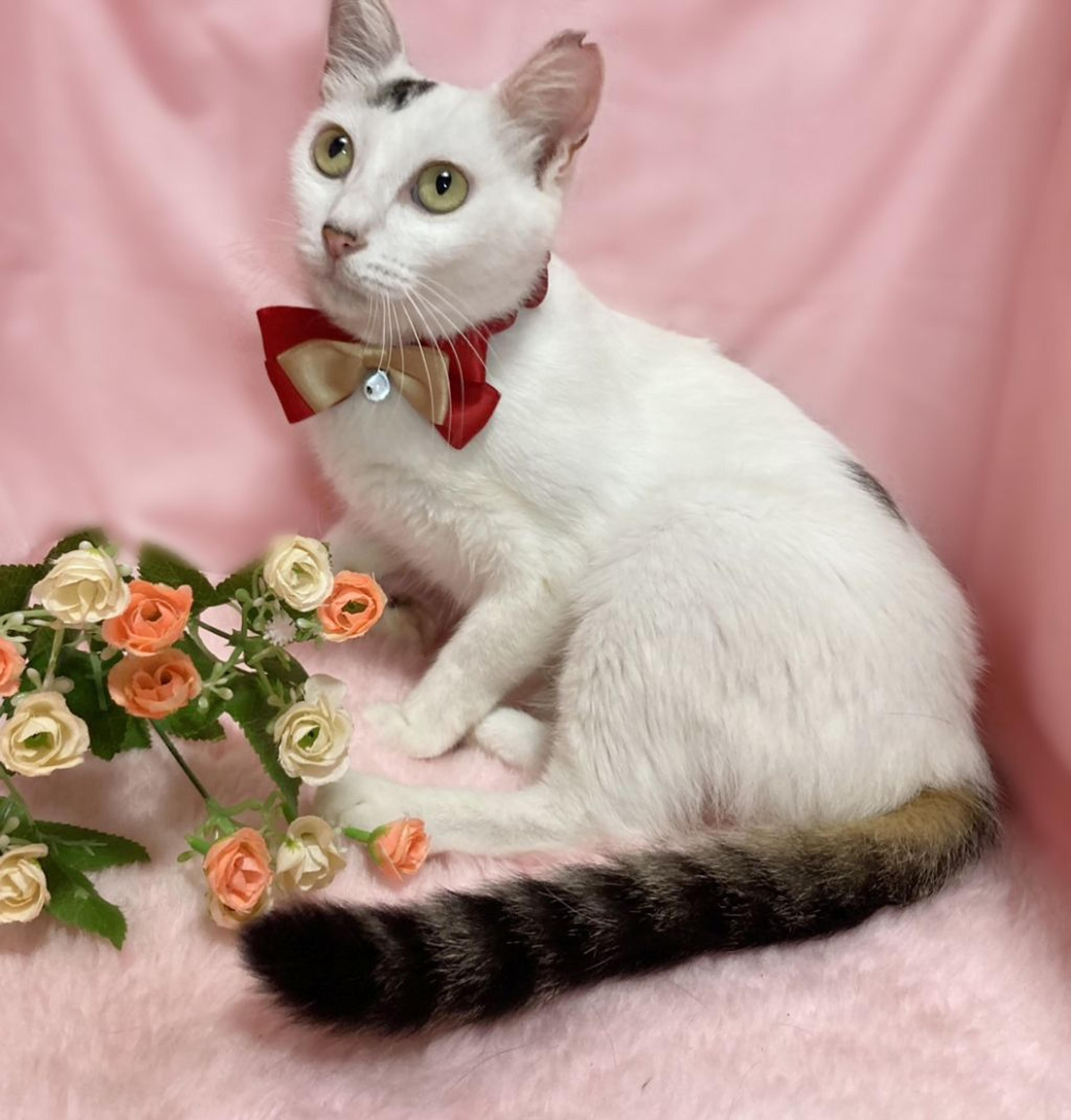 pet-image-2