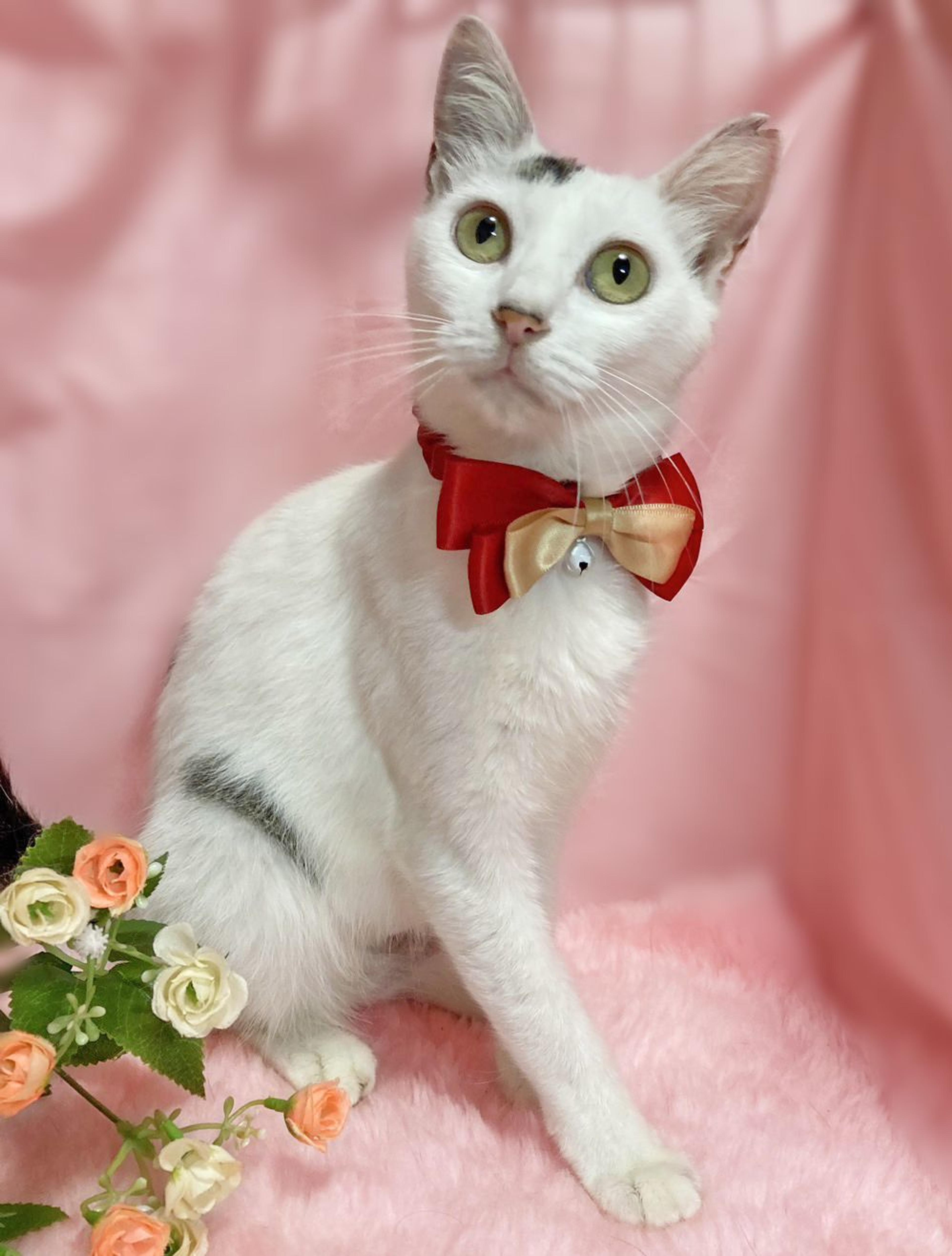 pet-image-3