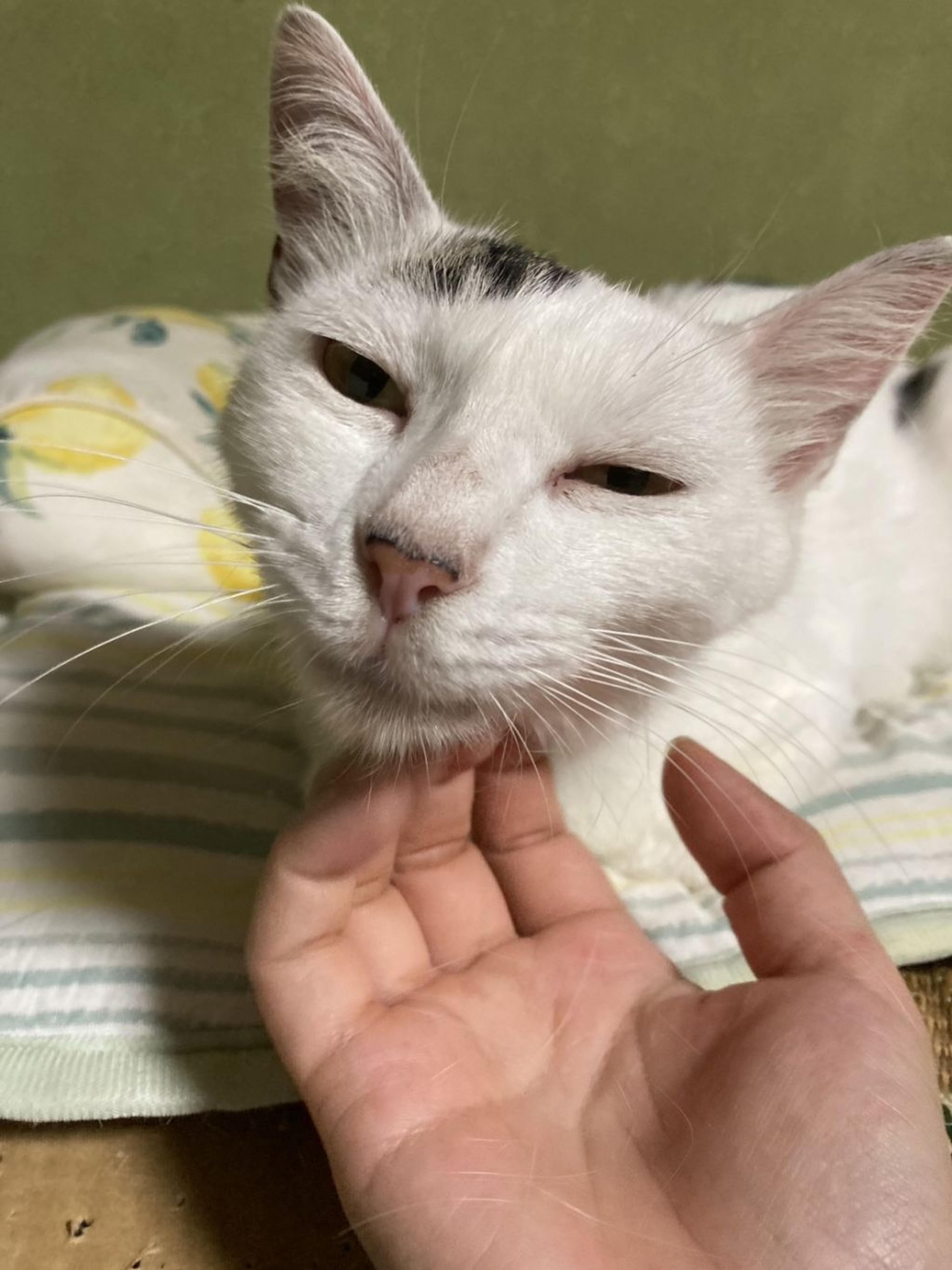 pet-image-5