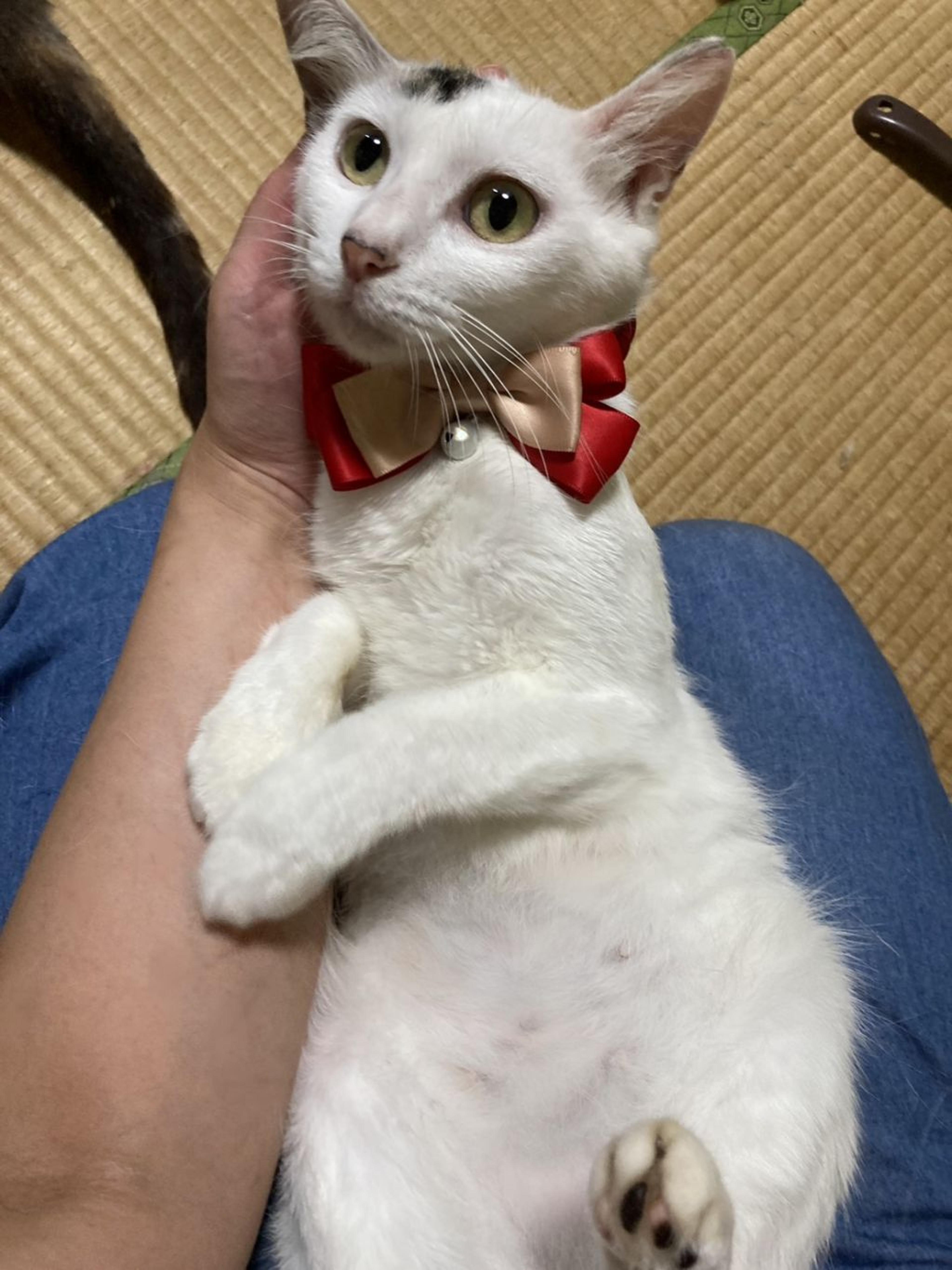 pet-image-6