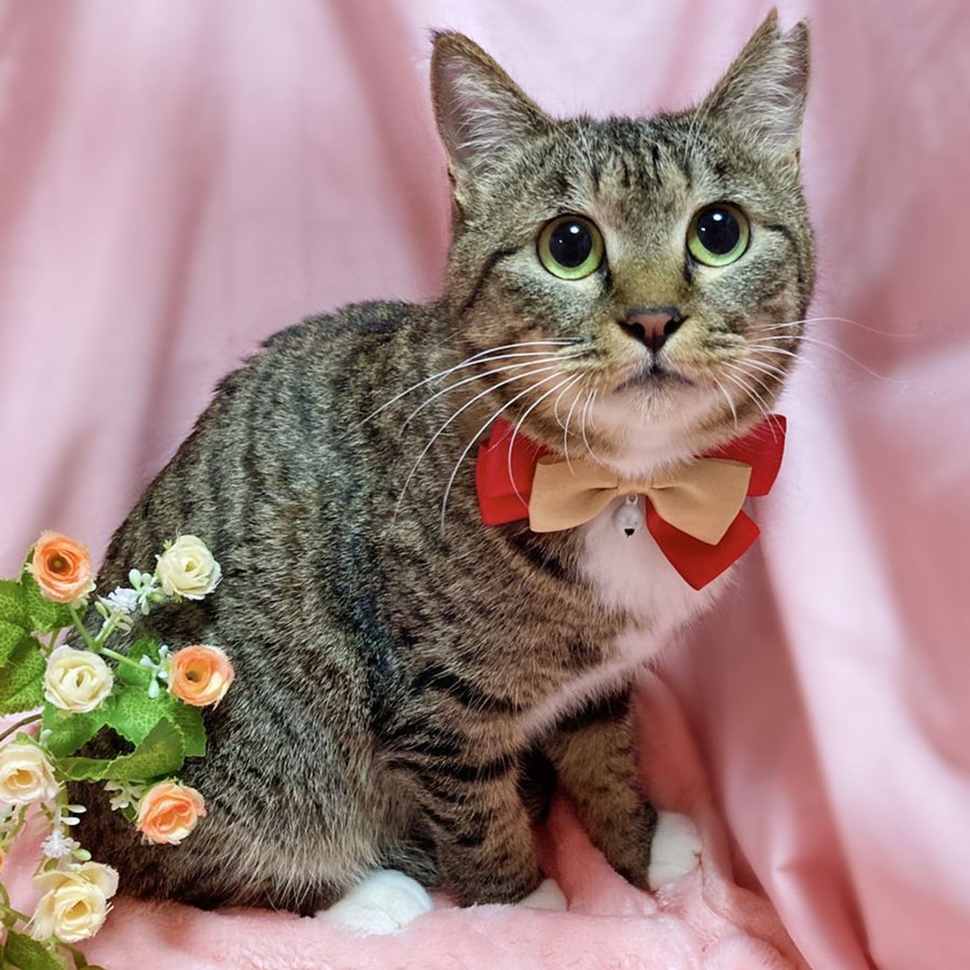 雑種（ミックス猫）・メスの里親募集の写真
