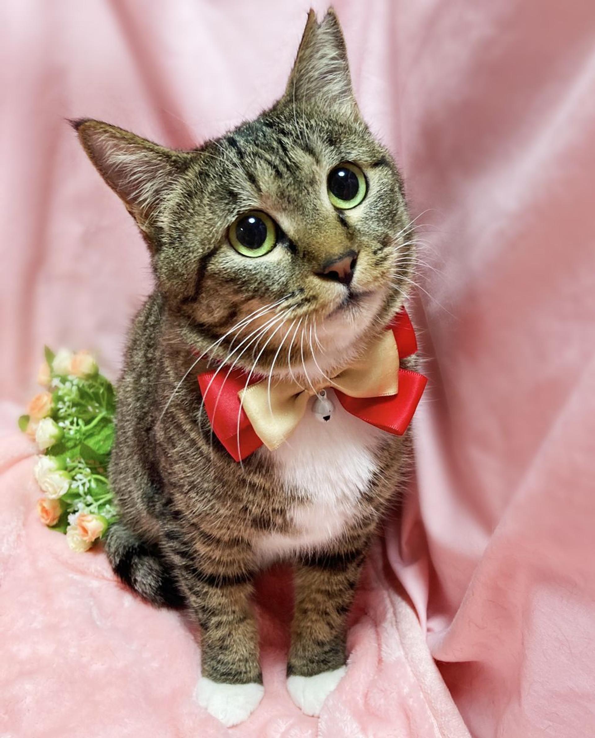 pet-image-3
