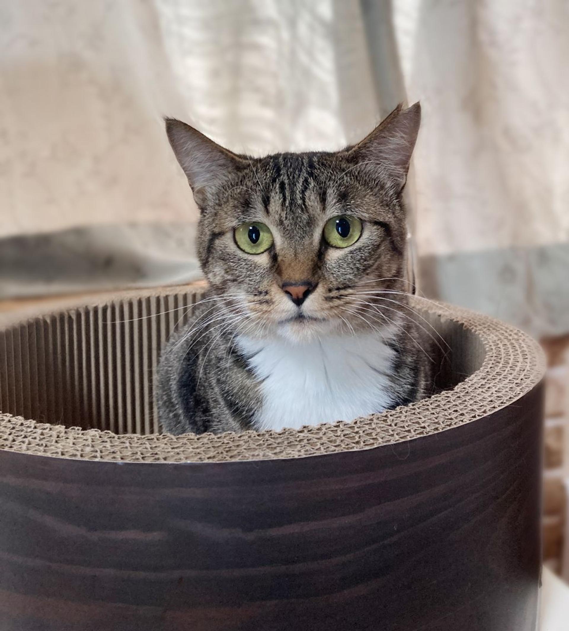 pet-image-6
