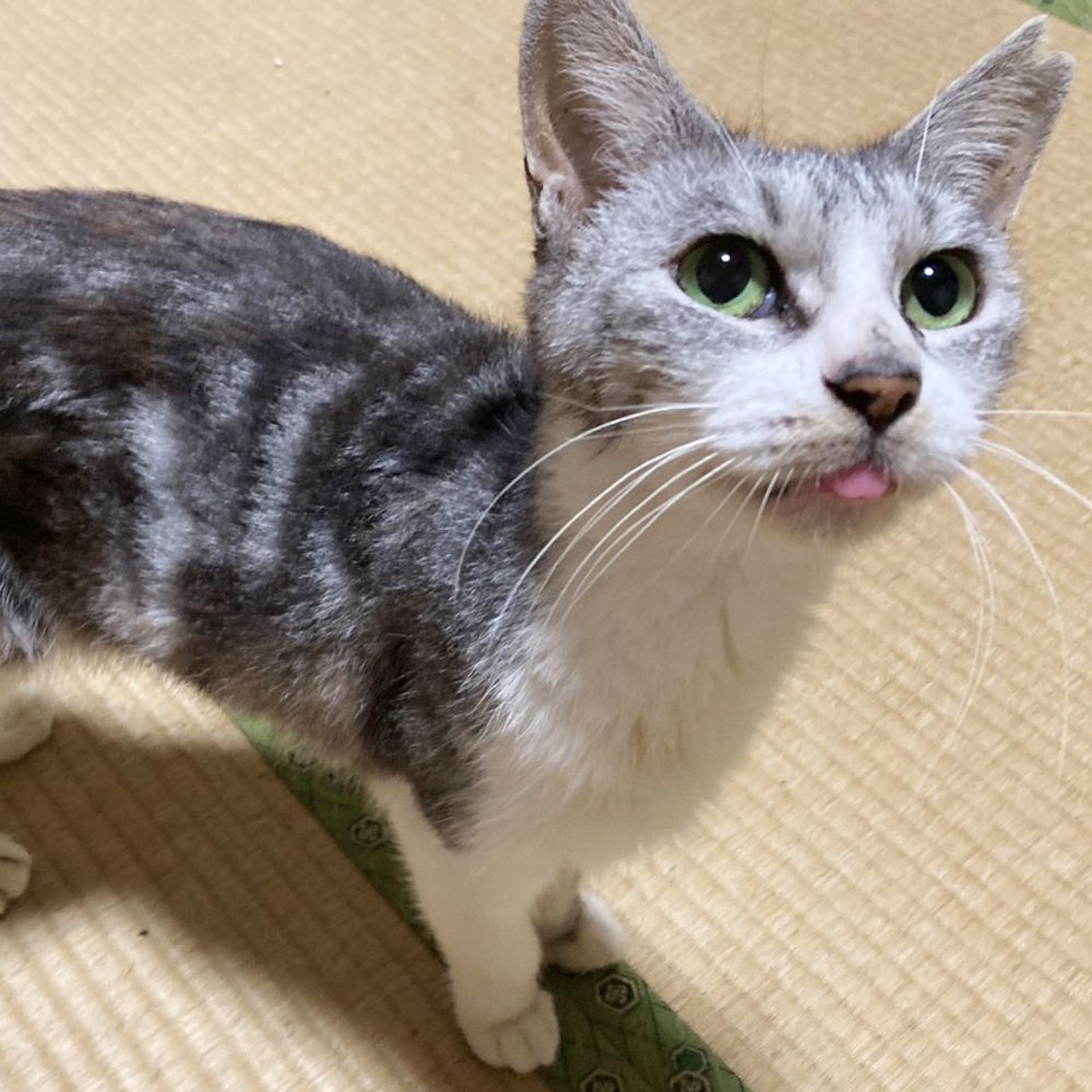 雑種（ミックス猫）・メスの里親募集の写真