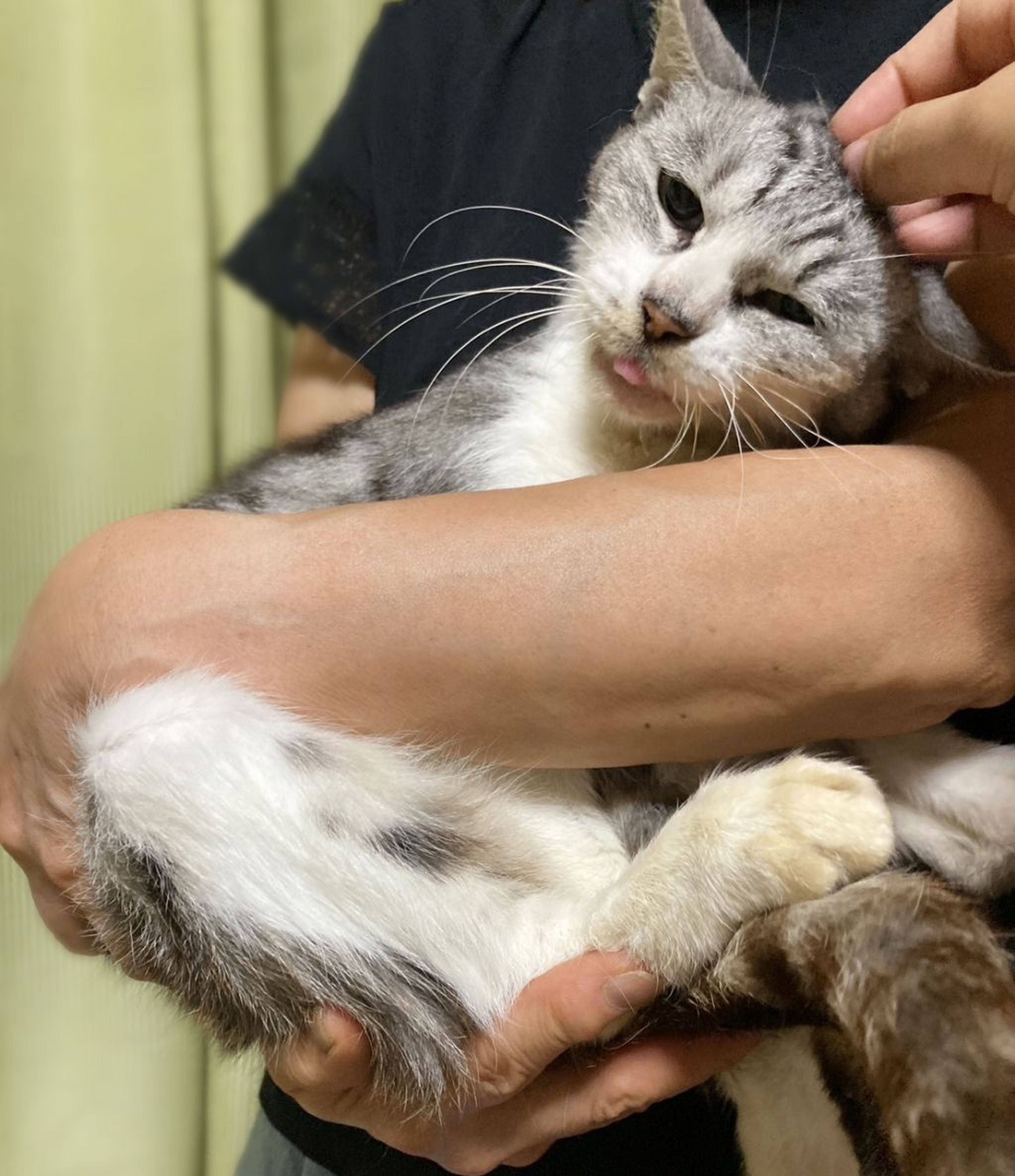 pet-image-2