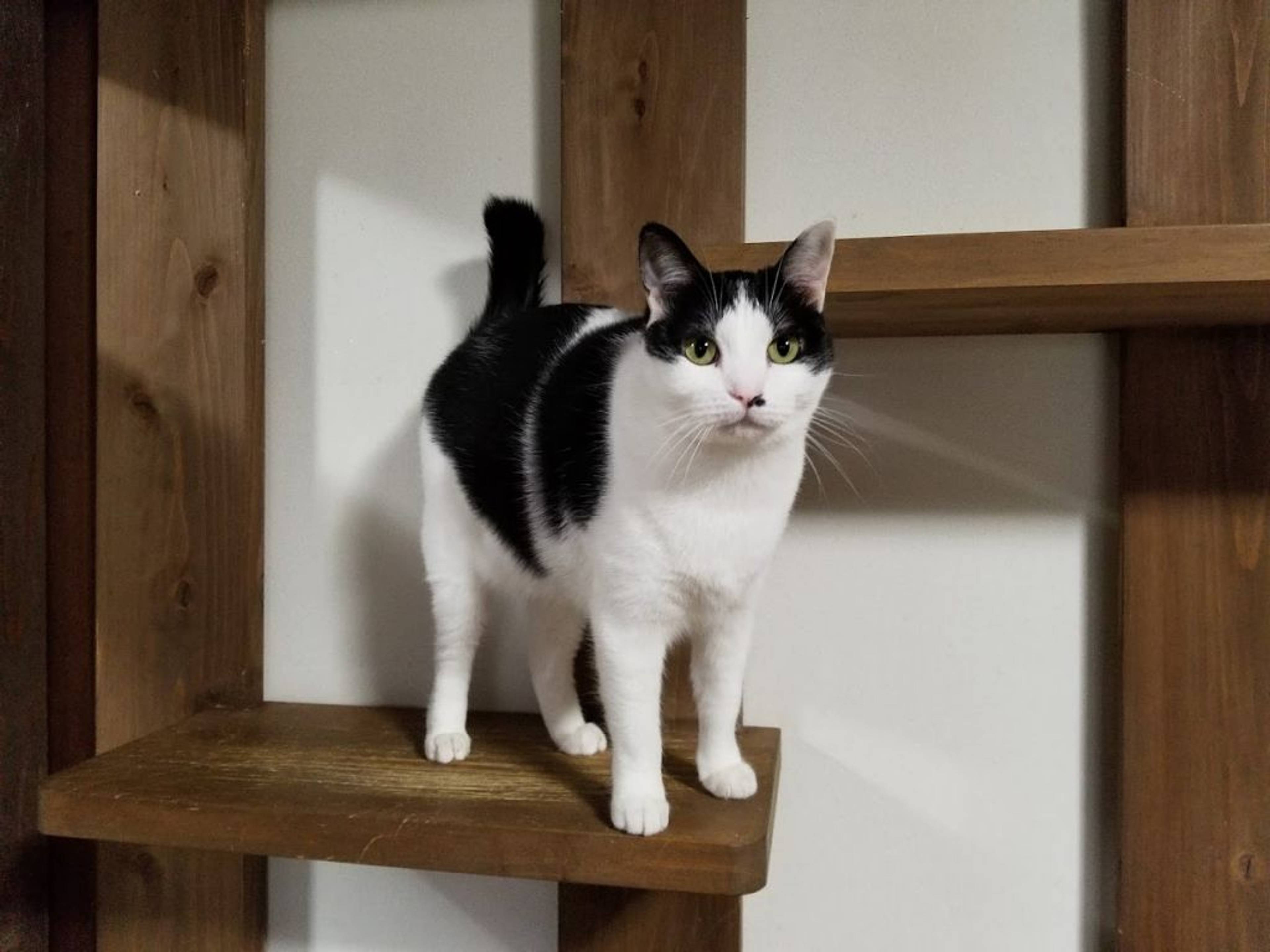 雑種（ミックス猫）・メスの里親募集の写真