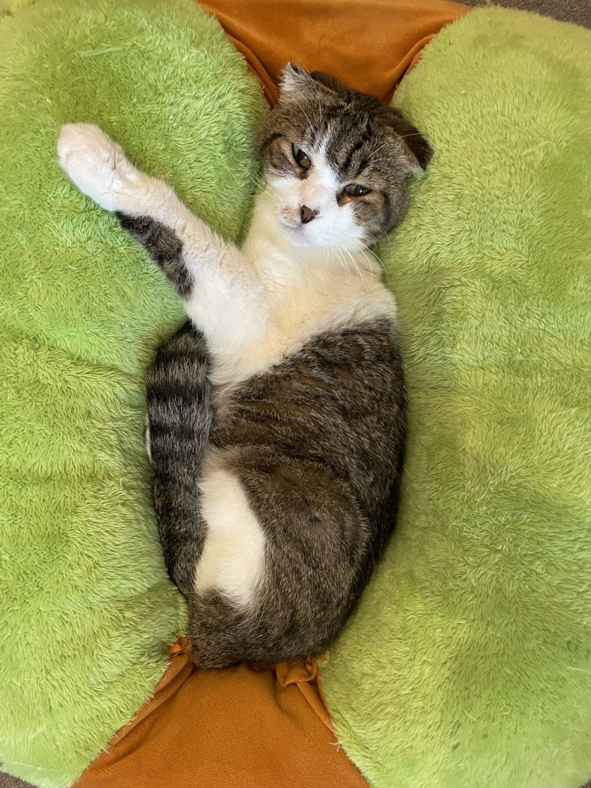 雑種（ミックス猫）・オスの里親募集の写真