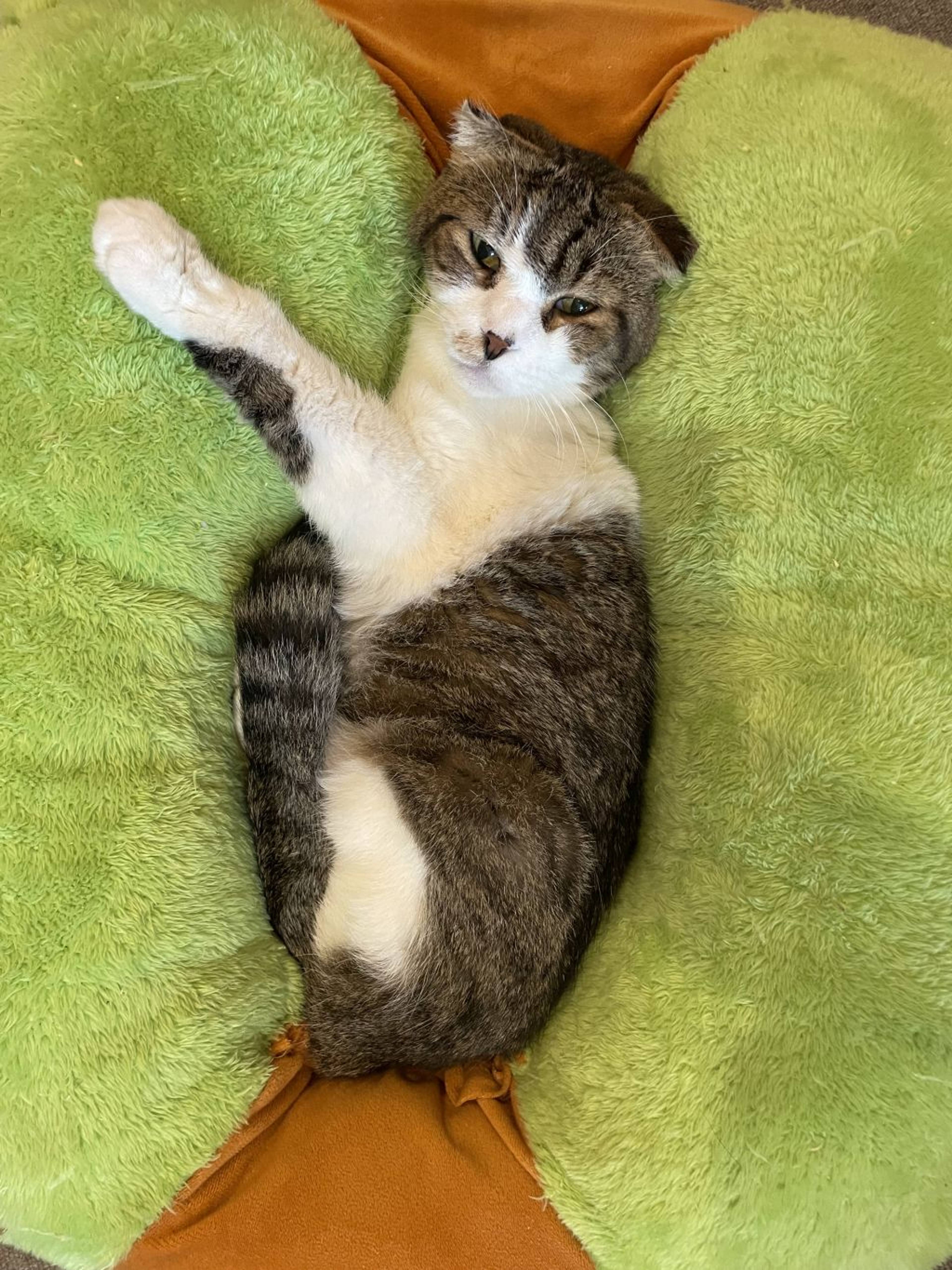 雑種（ミックス猫）・オスの里親募集の写真