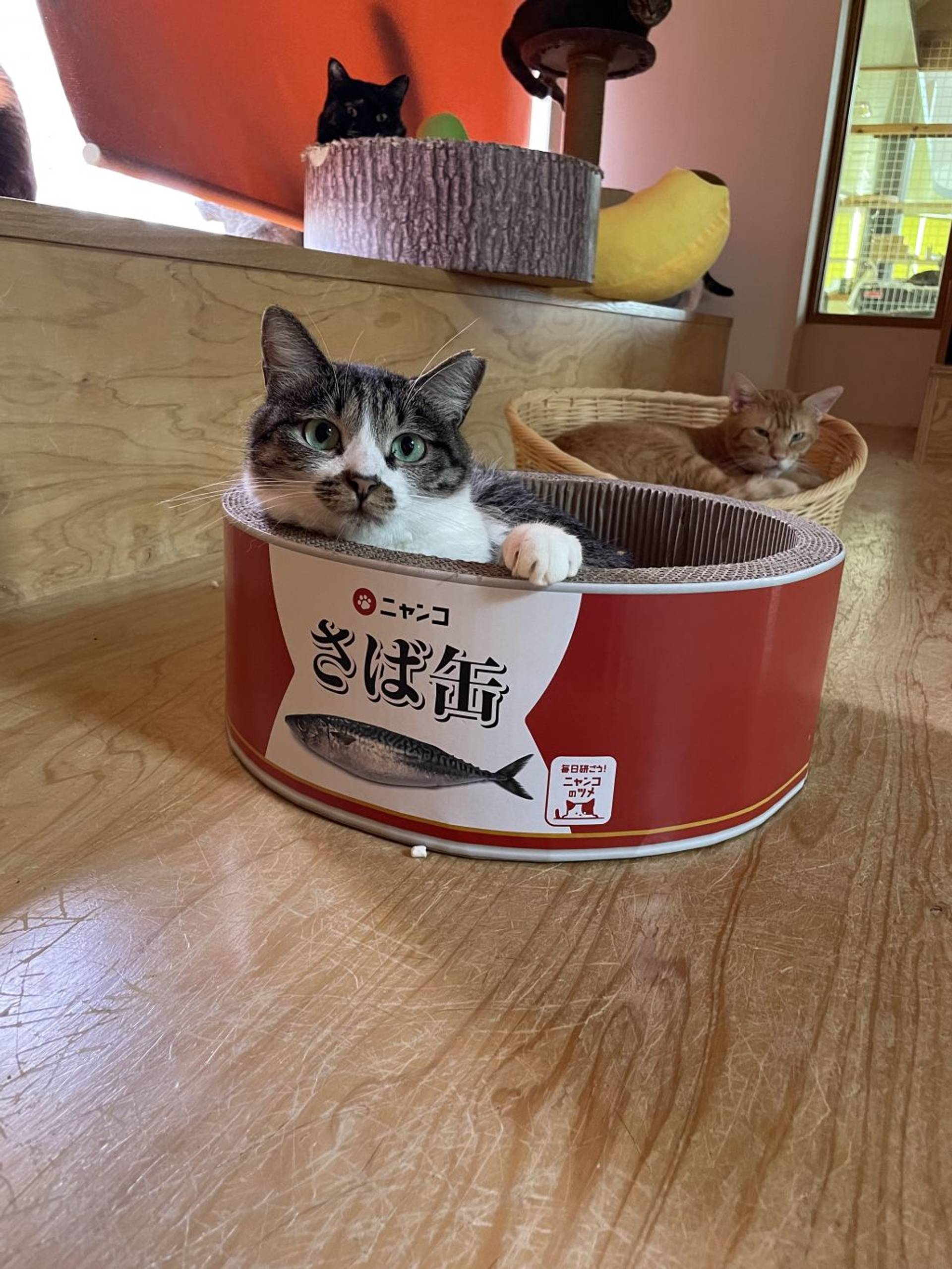 雑種（ミックス猫）・メスの里親募集の写真