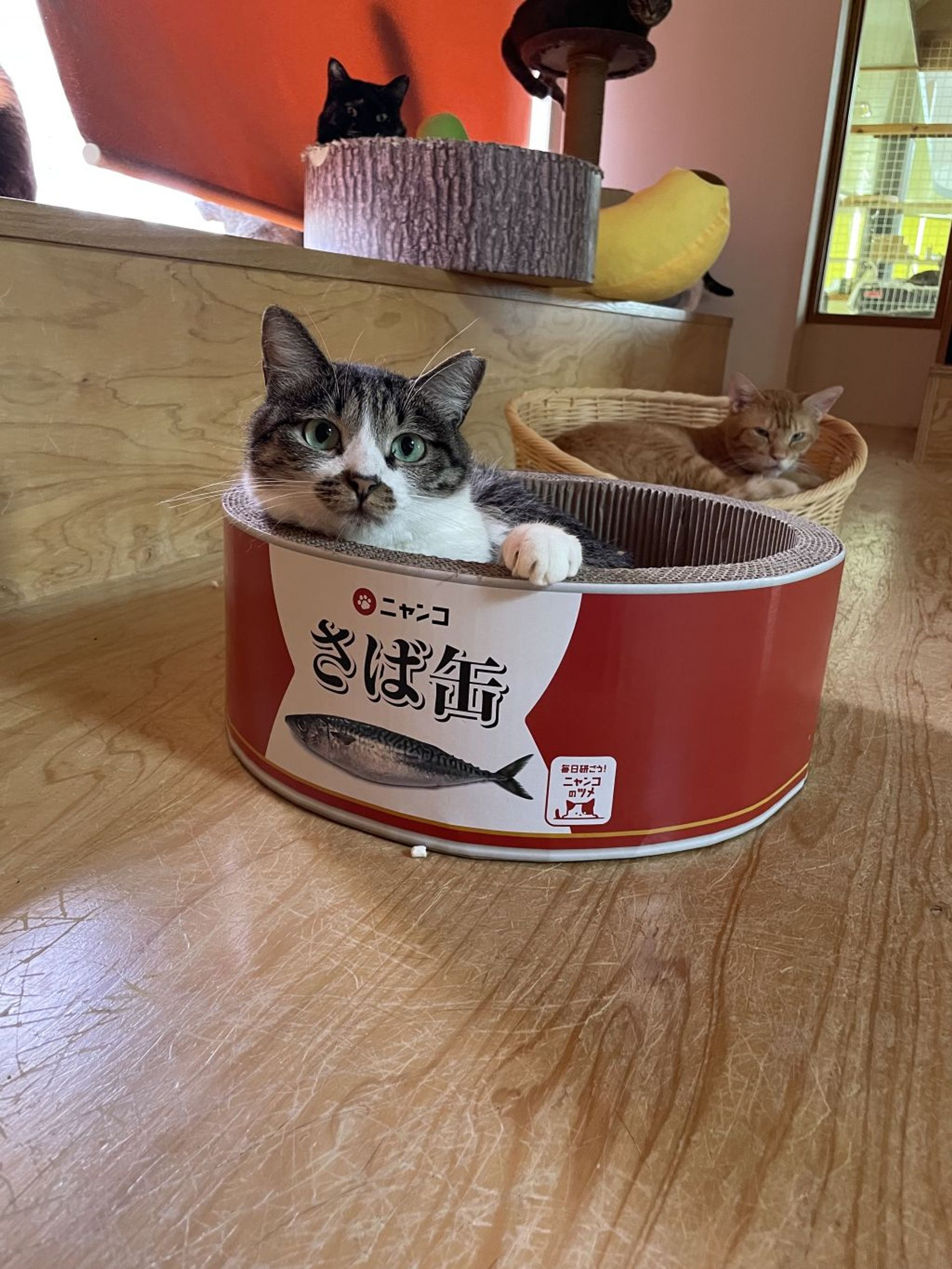 雑種（ミックス猫）・メスの里親募集の写真