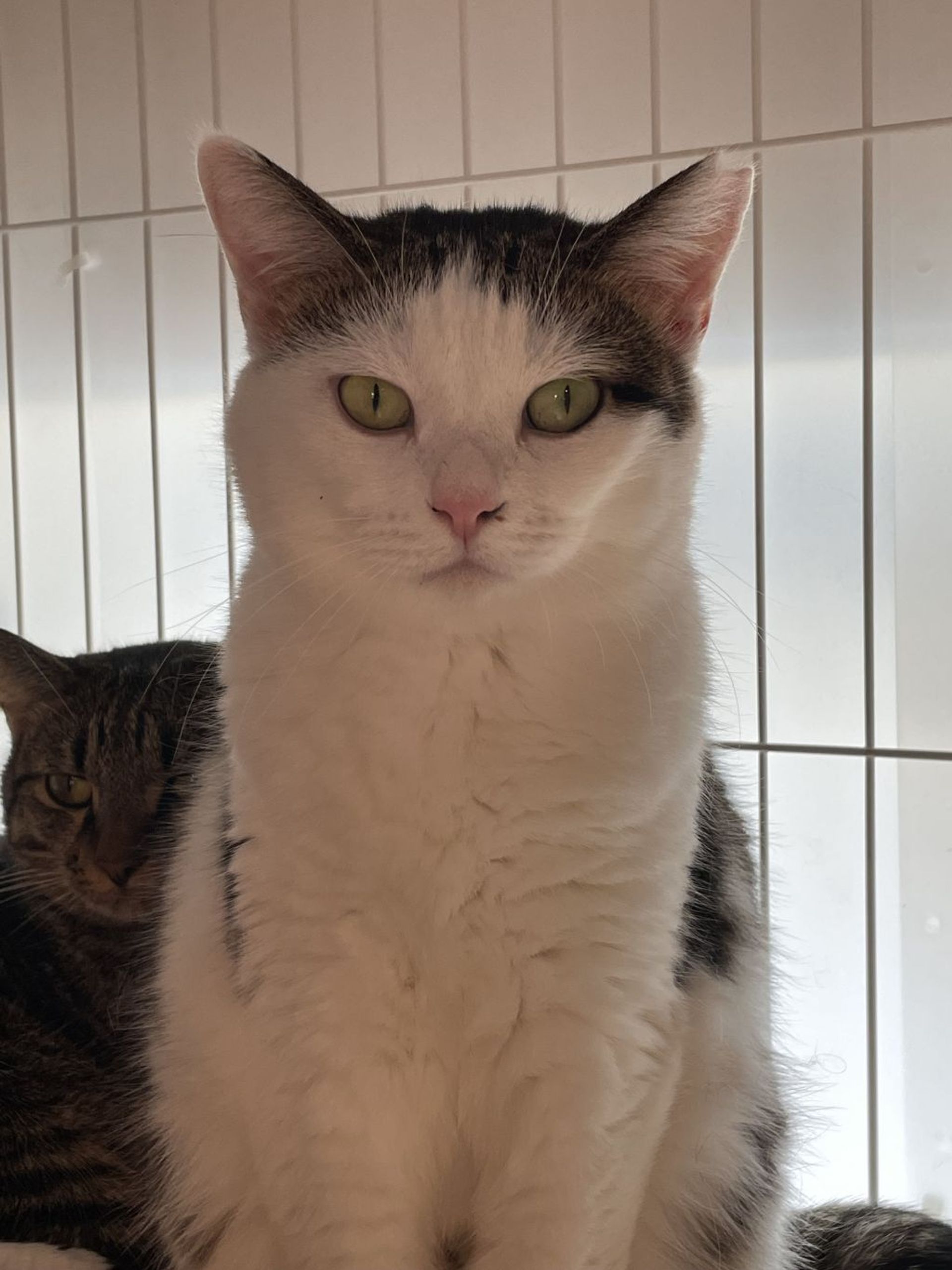 雑種（ミックス猫）・メスの里親募集の写真