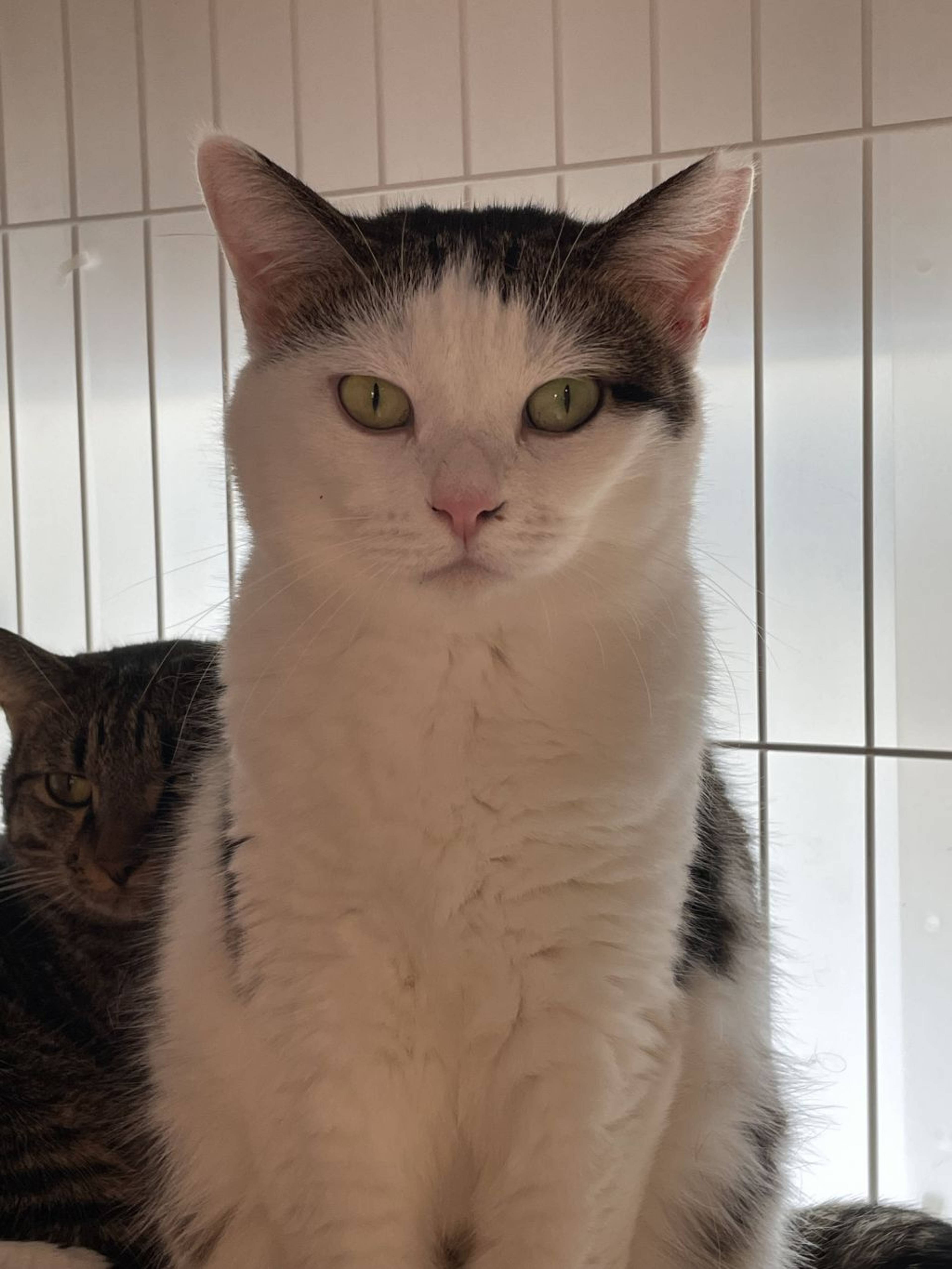 雑種（ミックス猫）・メスの里親募集の写真