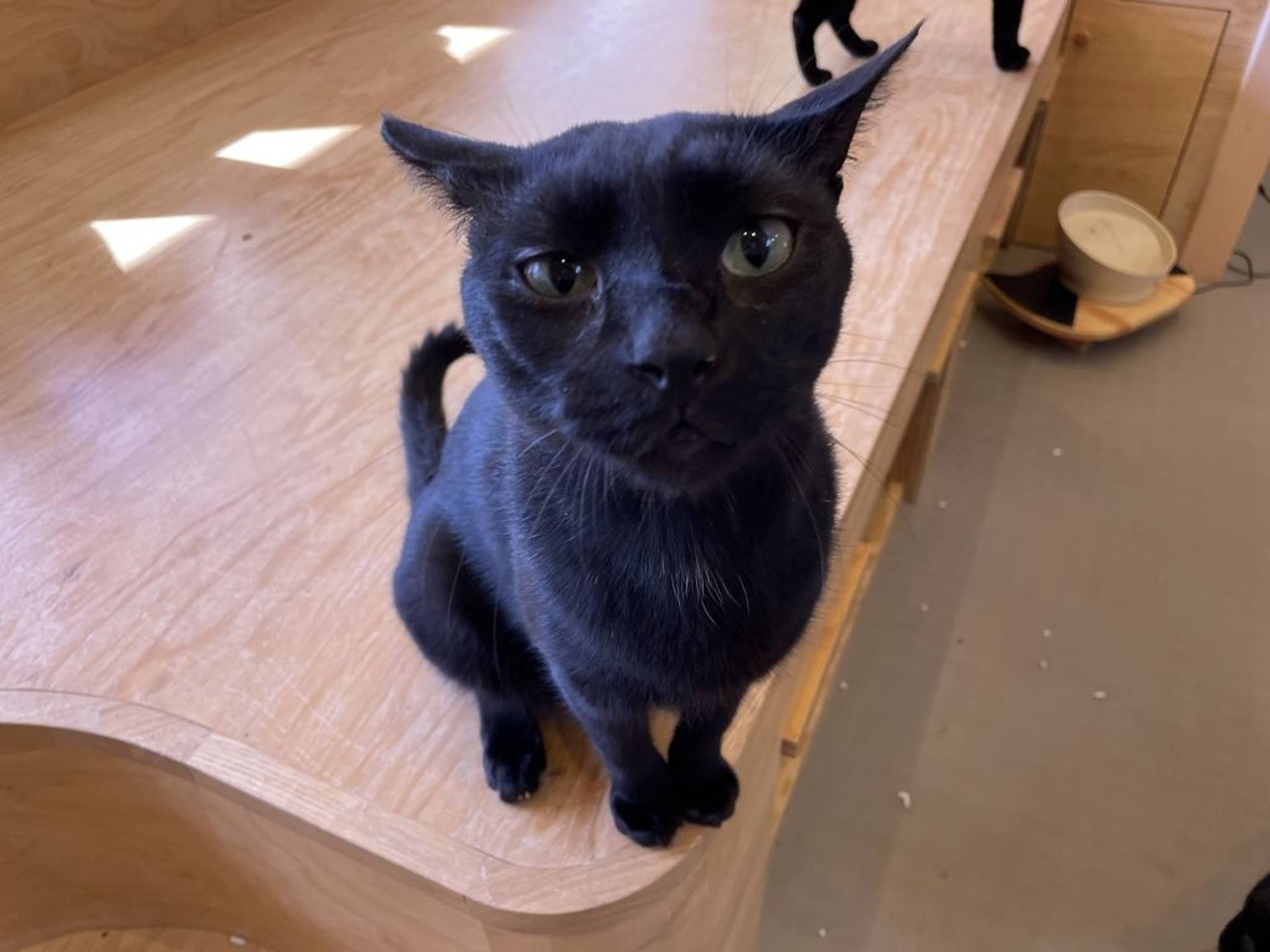 雑種（ミックス猫）・オスの里親募集の写真