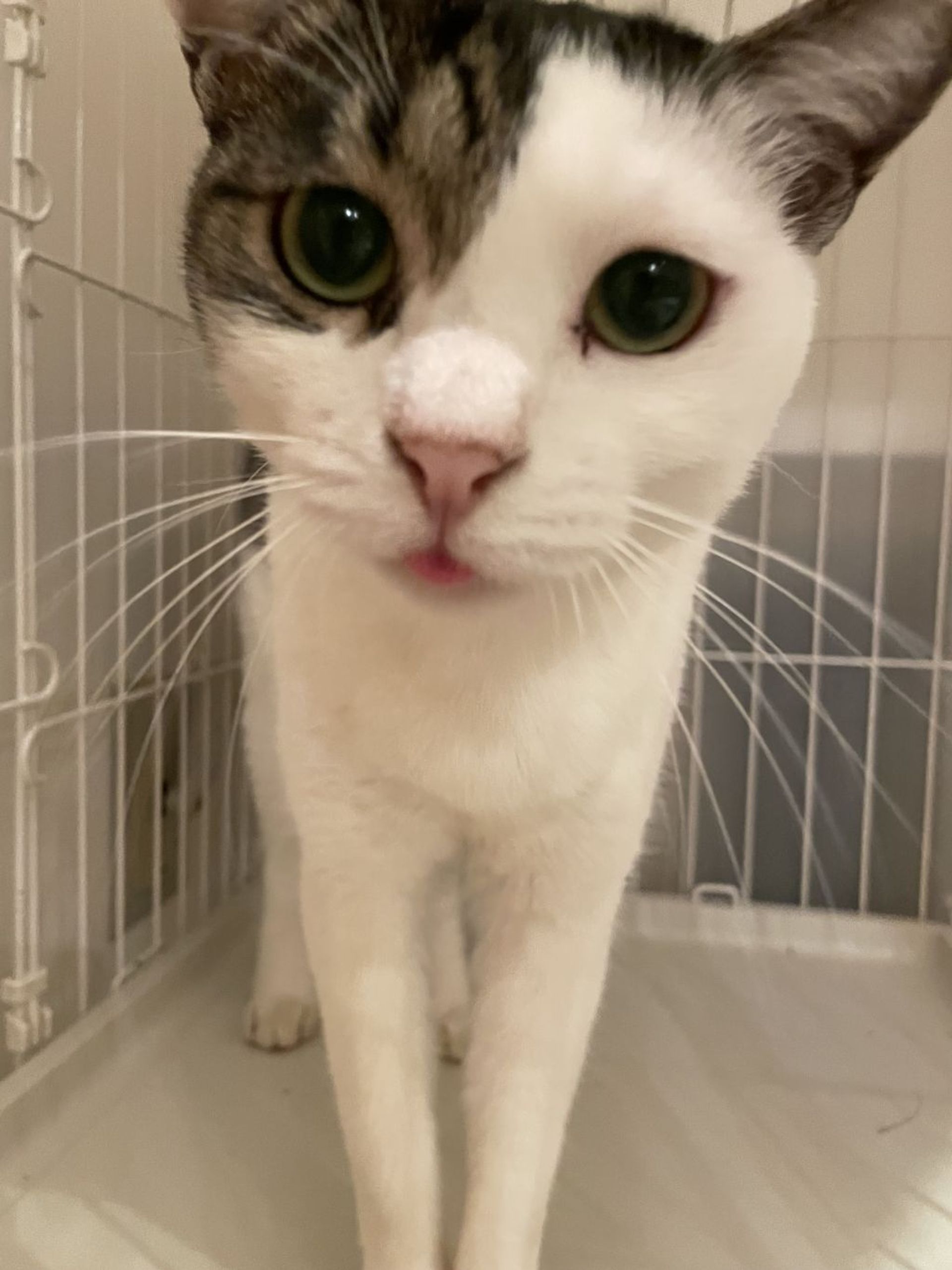雑種（ミックス猫）・メスの里親募集の写真
