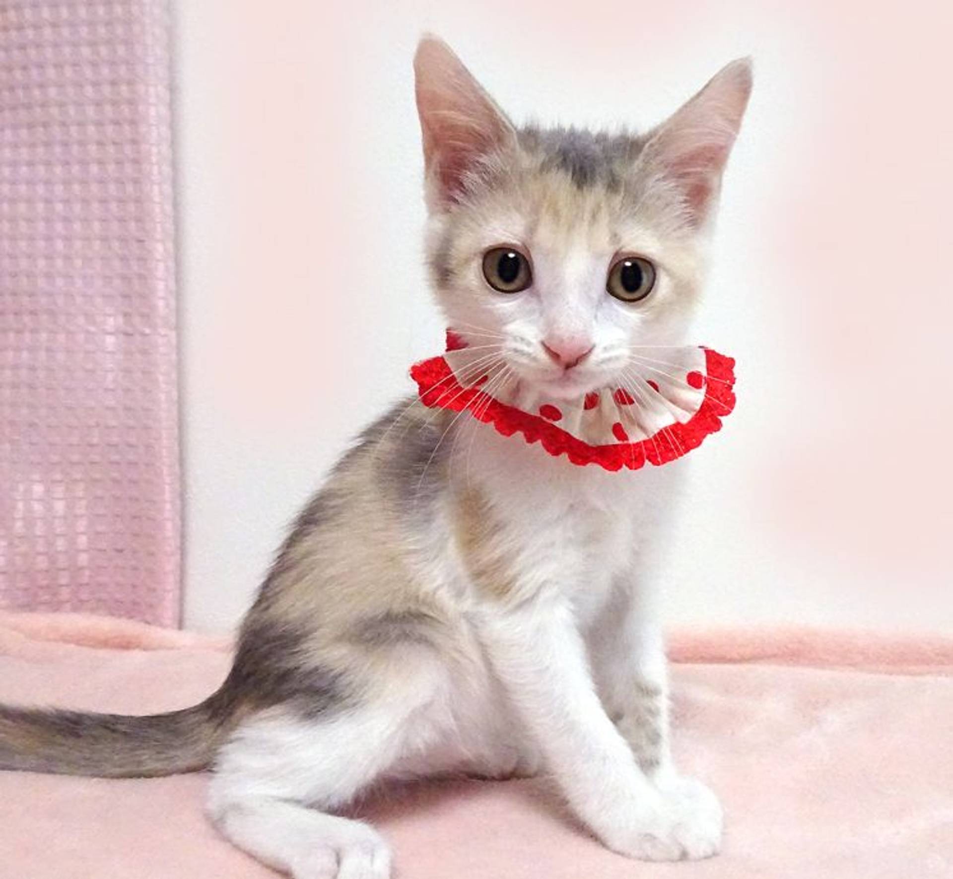 雑種（ミックス猫）・メスの里親募集の写真