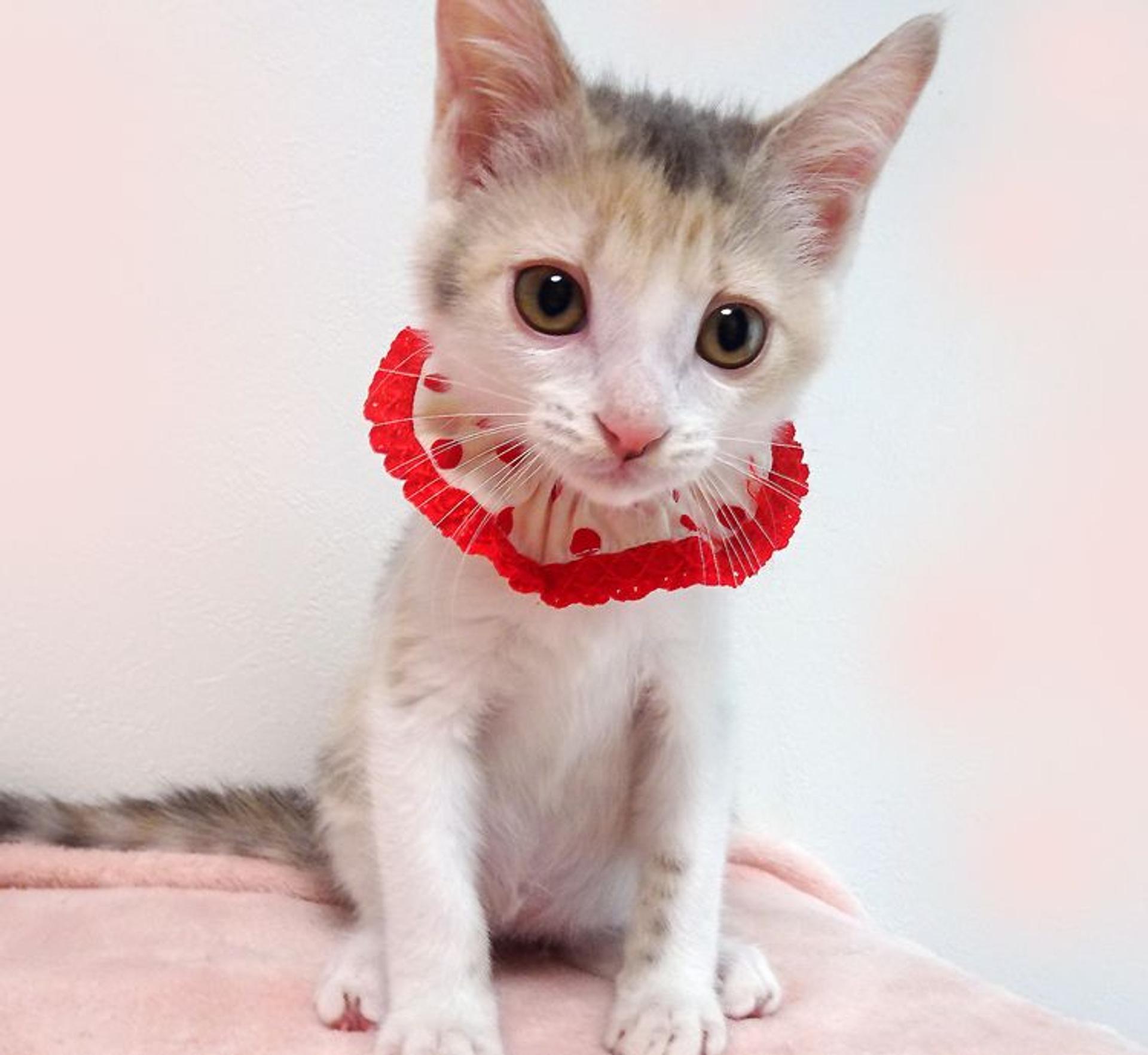 pet-image-2