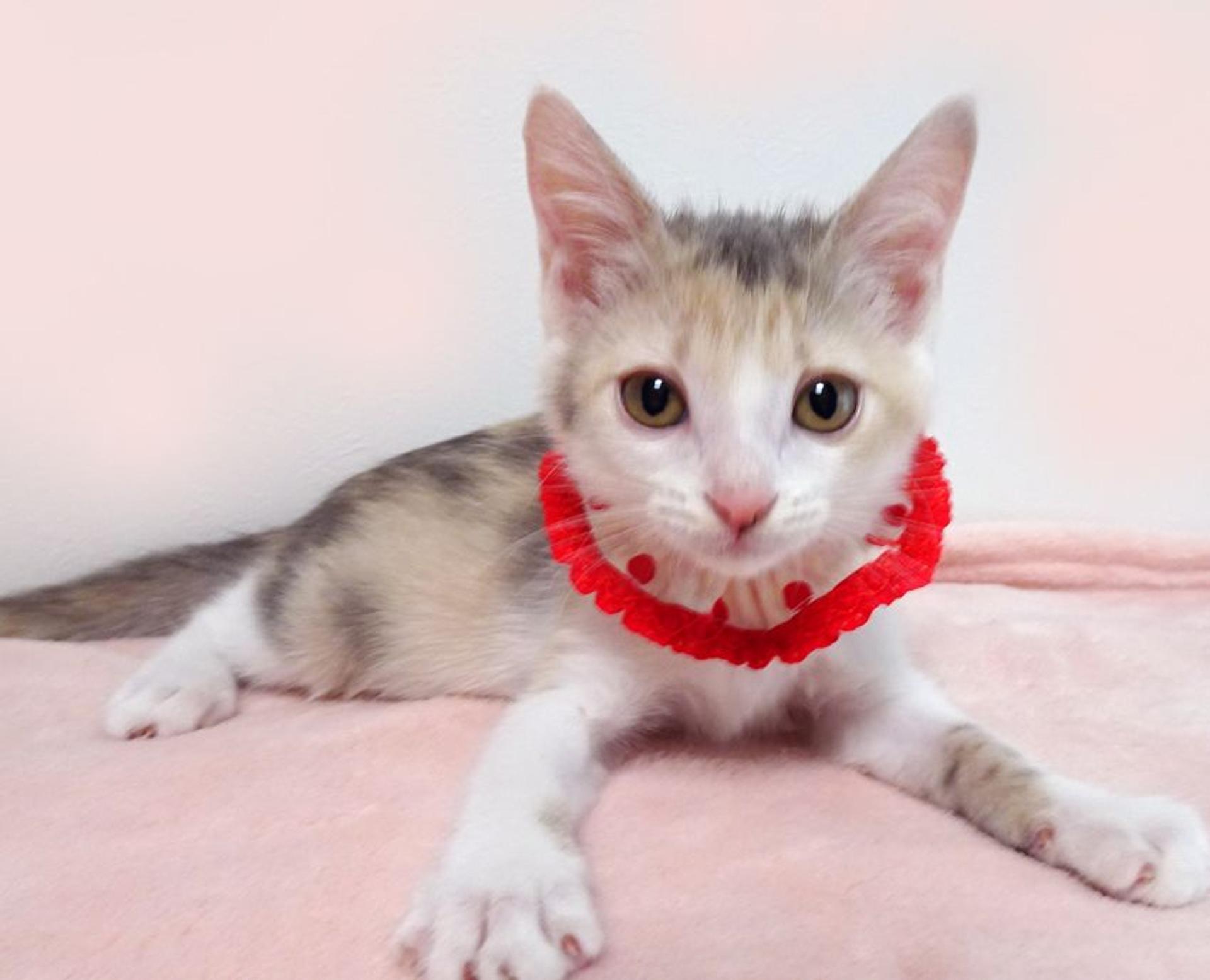 pet-image-3
