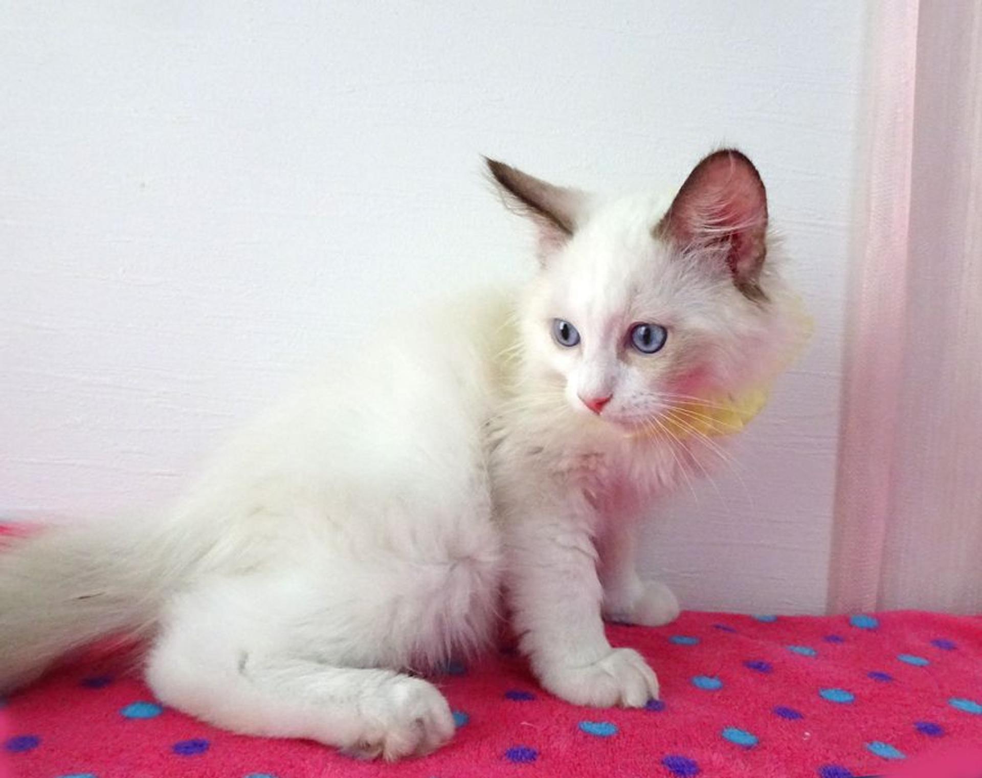 pet-image-3