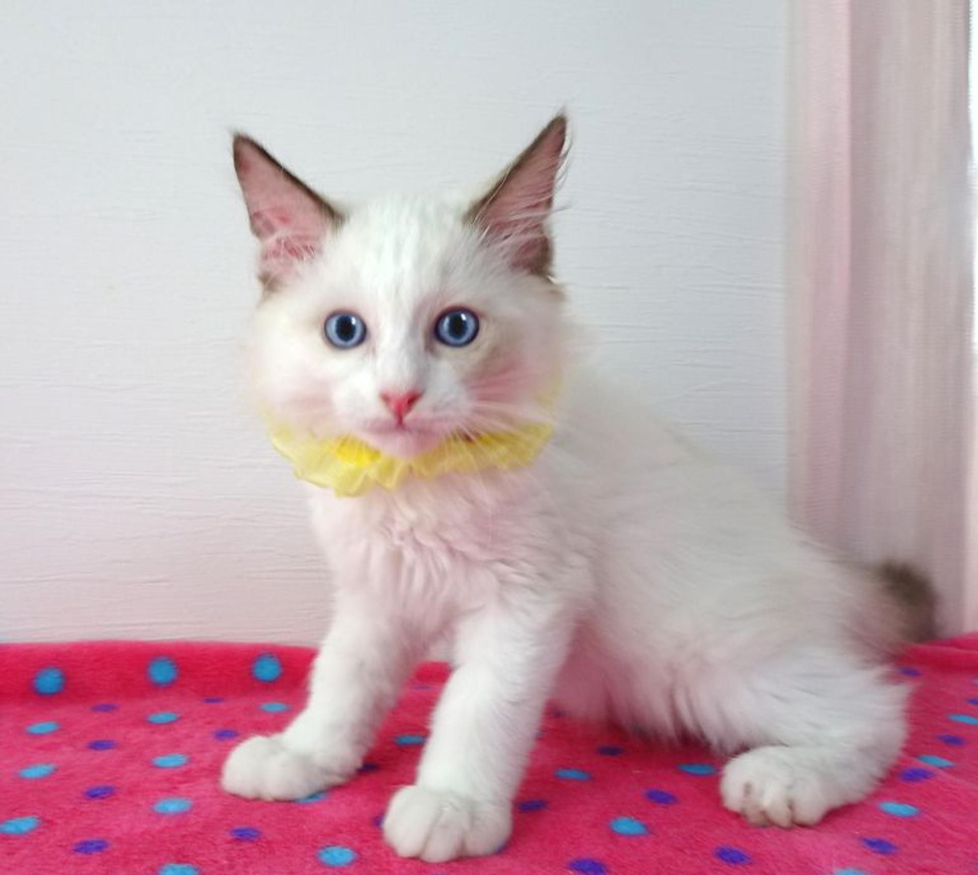 pet-image-4