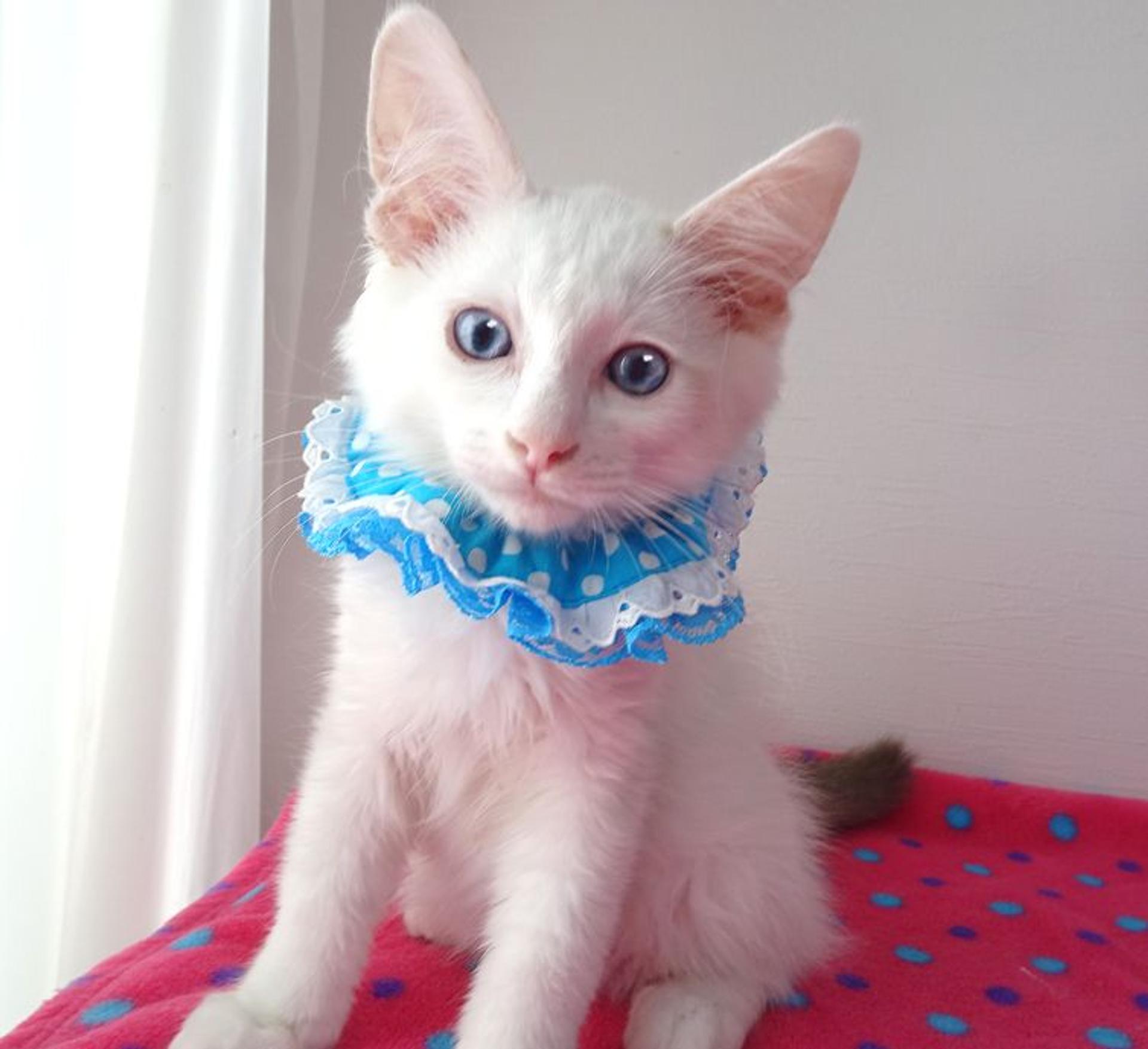 pet-image-3
