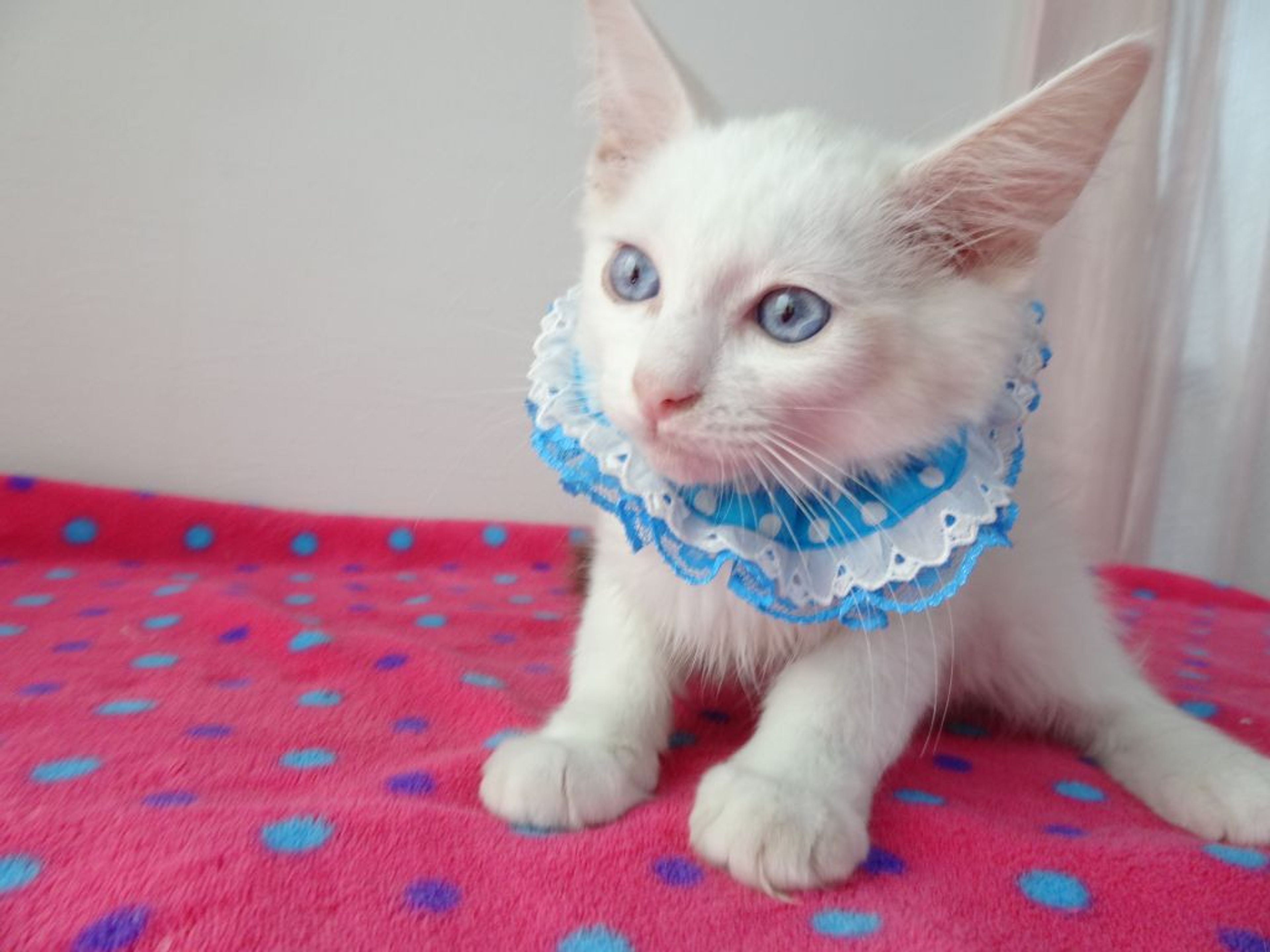 pet-image-4