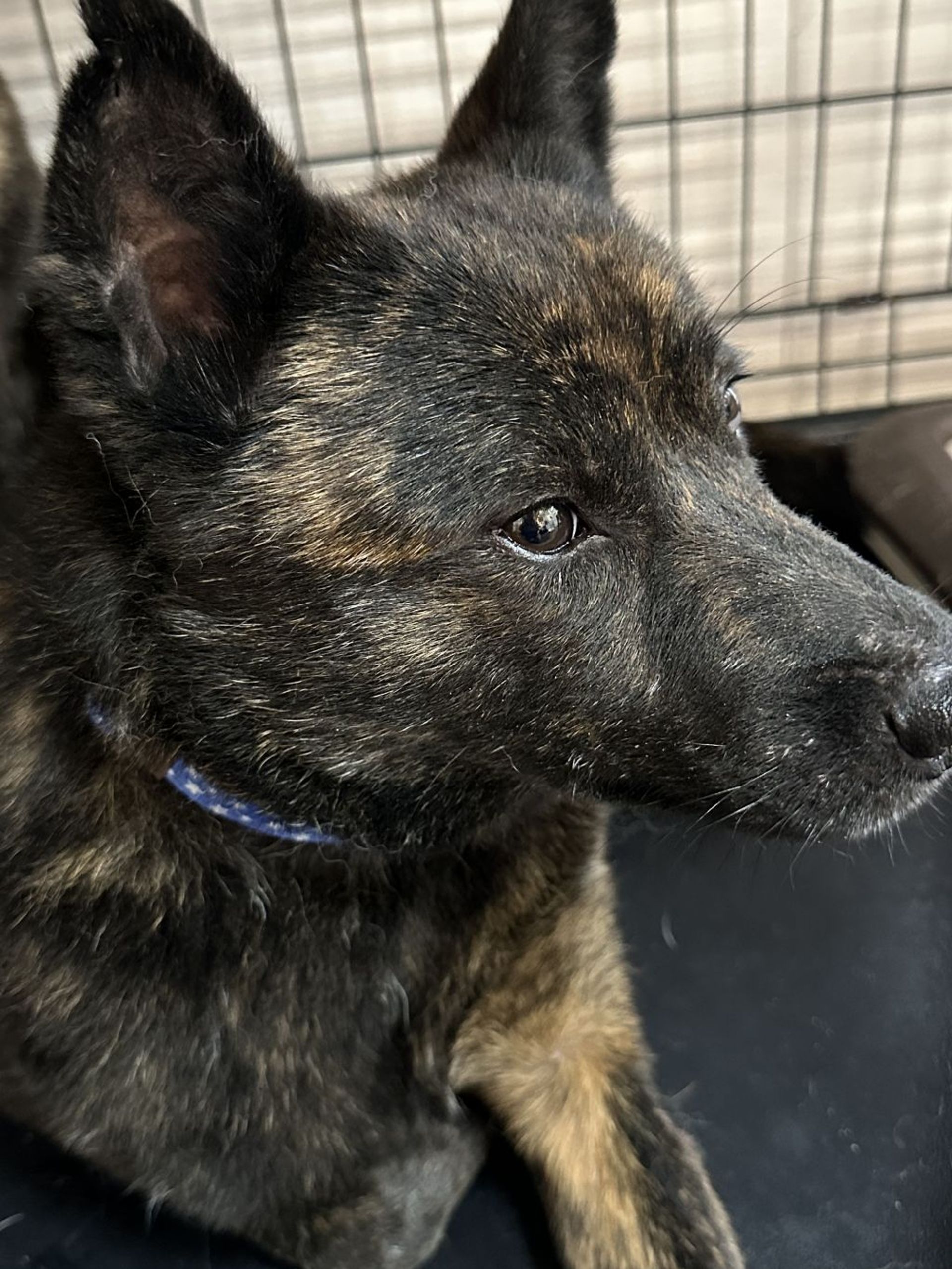 甲斐犬・メスの里親募集の写真