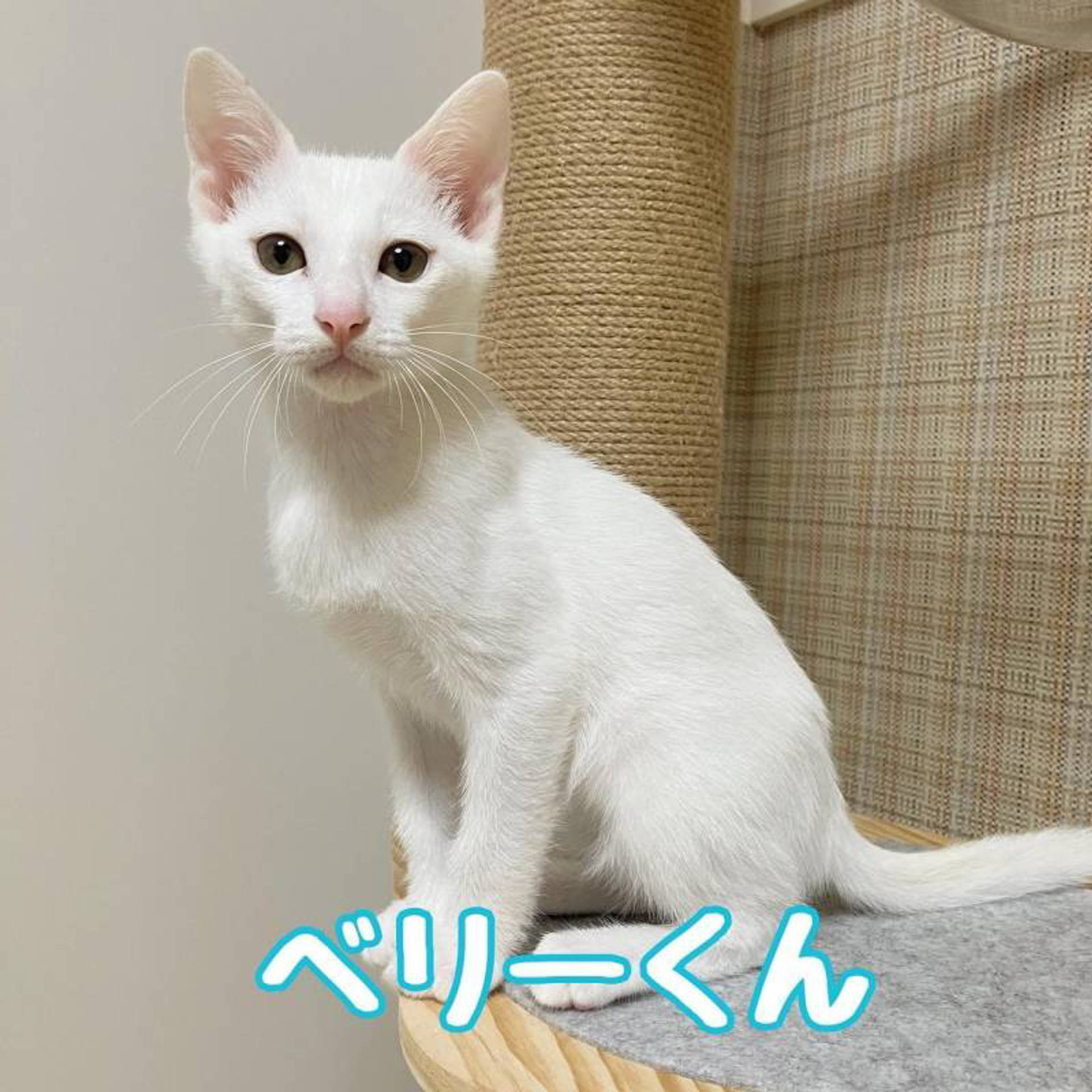雑種（ミックス猫）・オスの里親募集の写真