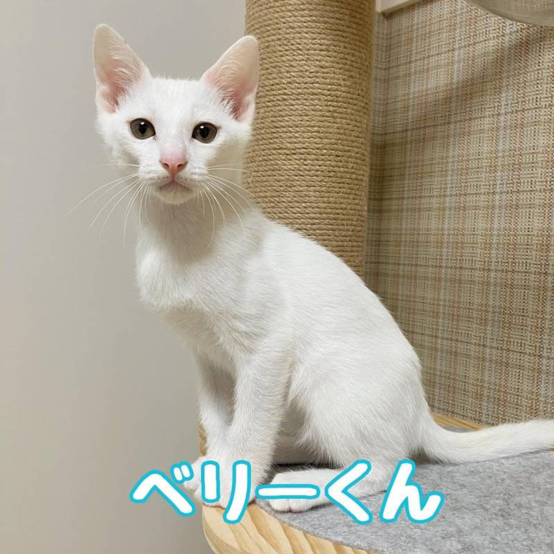 雑種（ミックス猫）・オスの里親募集の写真