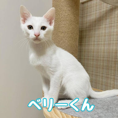 ベリーの写真